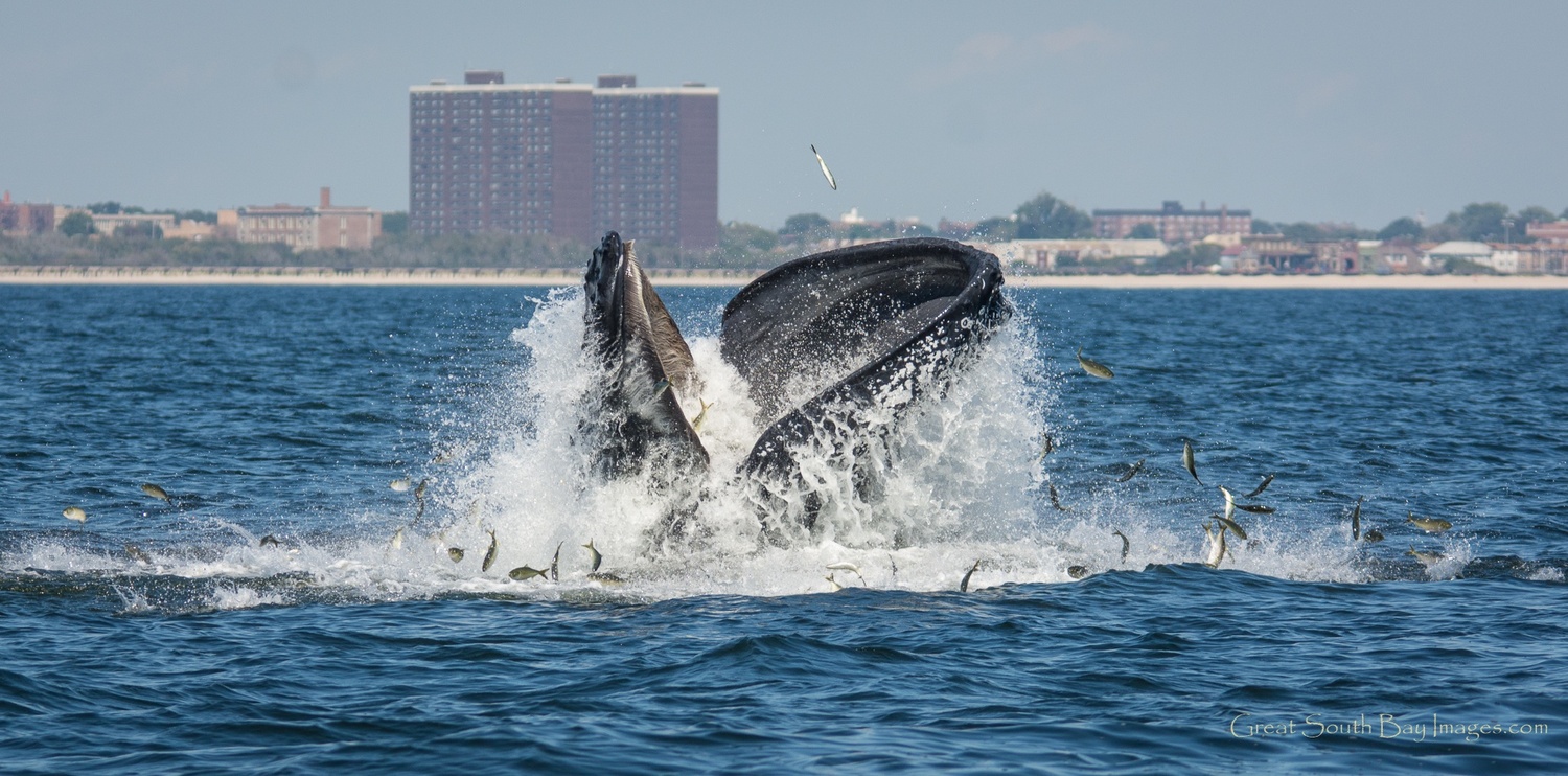 Humpback whale feeding on menhaden. Donor support helped The Nature Conservancy convince government to pass laws protecting the menhaden (a.k.a. ‘bunker’) which have brought back dolphins, whales, striped bass, tuna and so much other marine life, which in turn benefits recreational anglers, bird watchers, whale watching tours, commercial fisher-men and the health of our waters.  CARL LOBUE