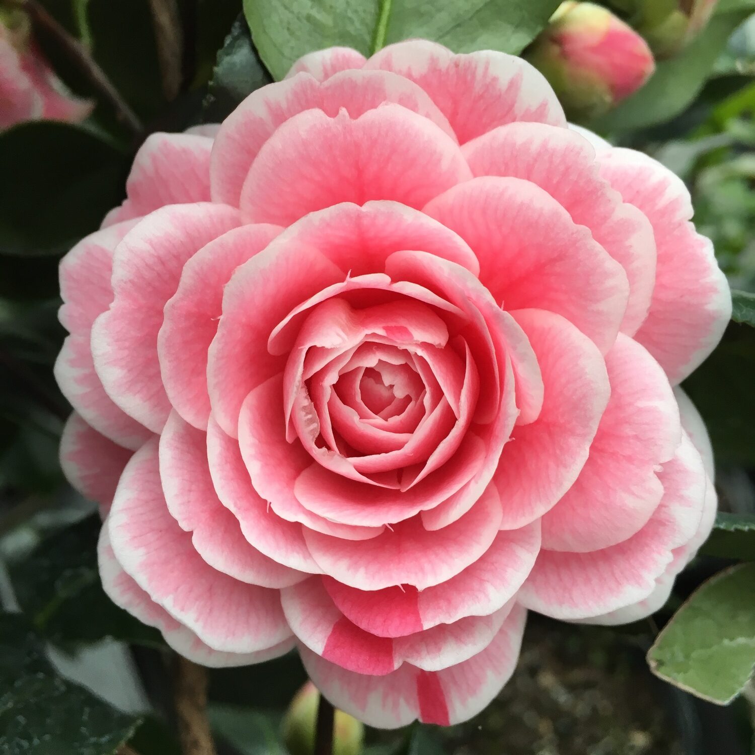 April Dawn Blush is a japonica type with a light pink, 3-to-4-inch double flower occasionally with dark pink stripes. Hardy to zone 6b, it’s well suited to protected East End gardens. CAMELLIA FOREST NURSERY
