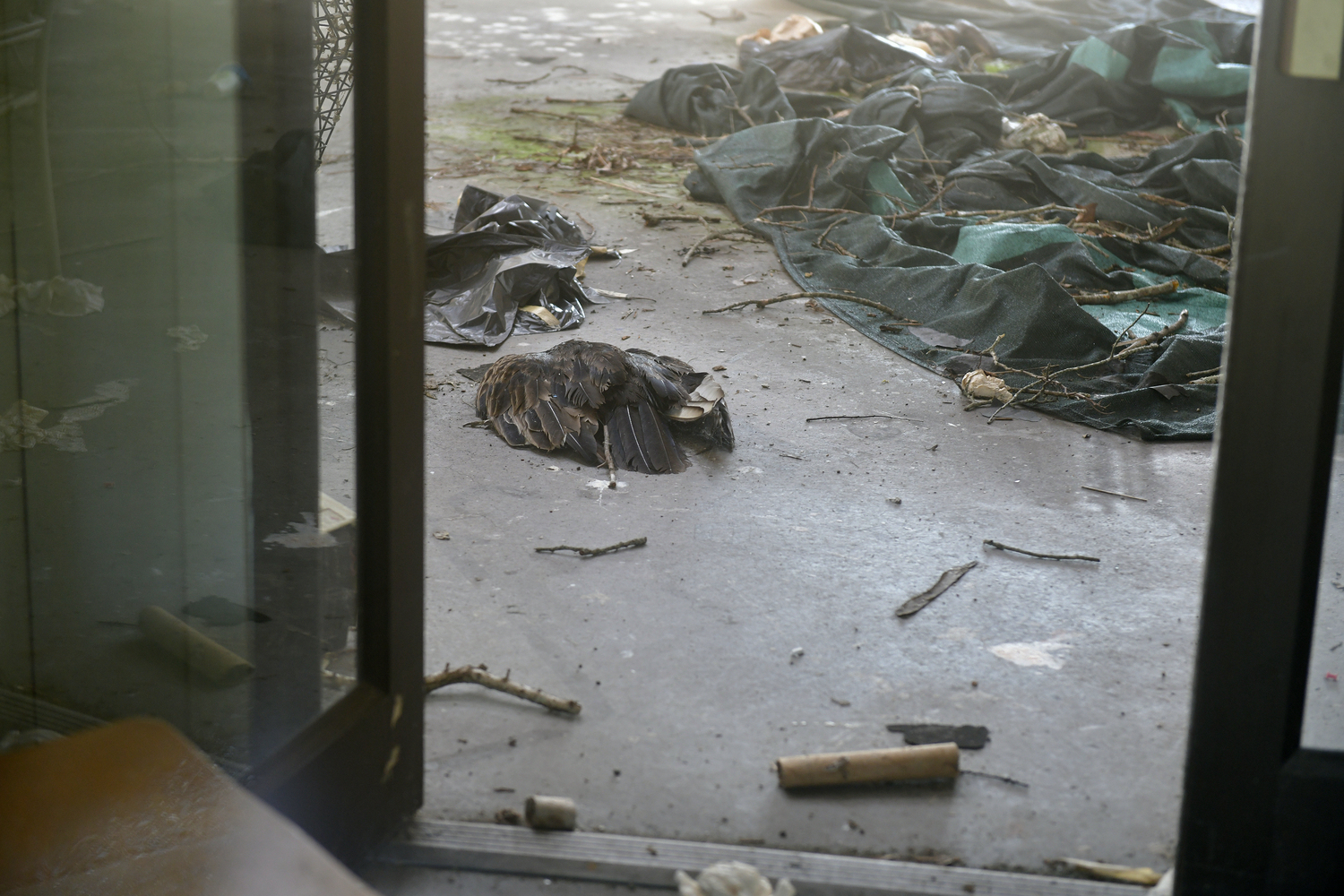 Five ospreys were found dead in the condemned Munford Studio in August on the Southampton campus in August. A result of their nest, which was built on a tarp covering the roof, collapsing into the building.  DANA SHAW