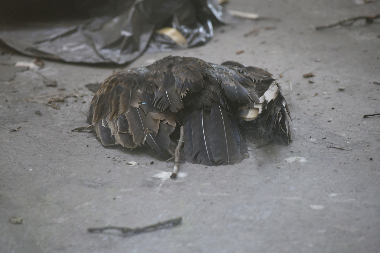 Five ospreys were found dead in the condemned Munford Studio in August on the Southampton campus in August. A result of their nest, which was built on a tarp covering the roof, collapsing into the building.  DANA SHAW