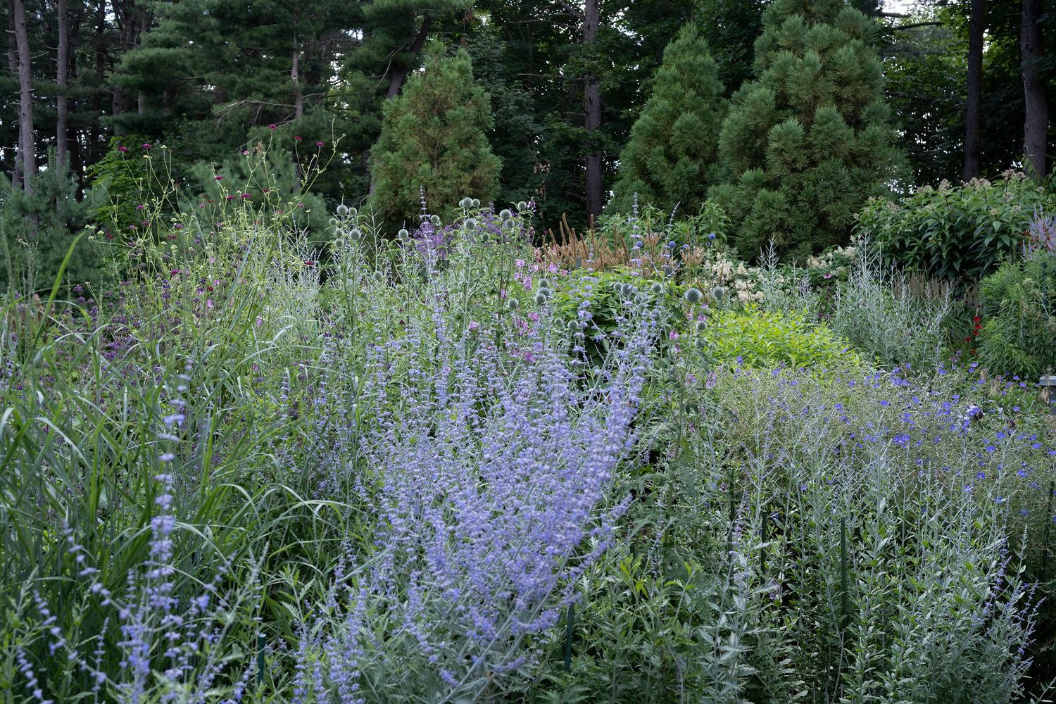 Deborah Chud's garden. MARISSA JOHANNA ORIFICE PHOTOGRAPHY