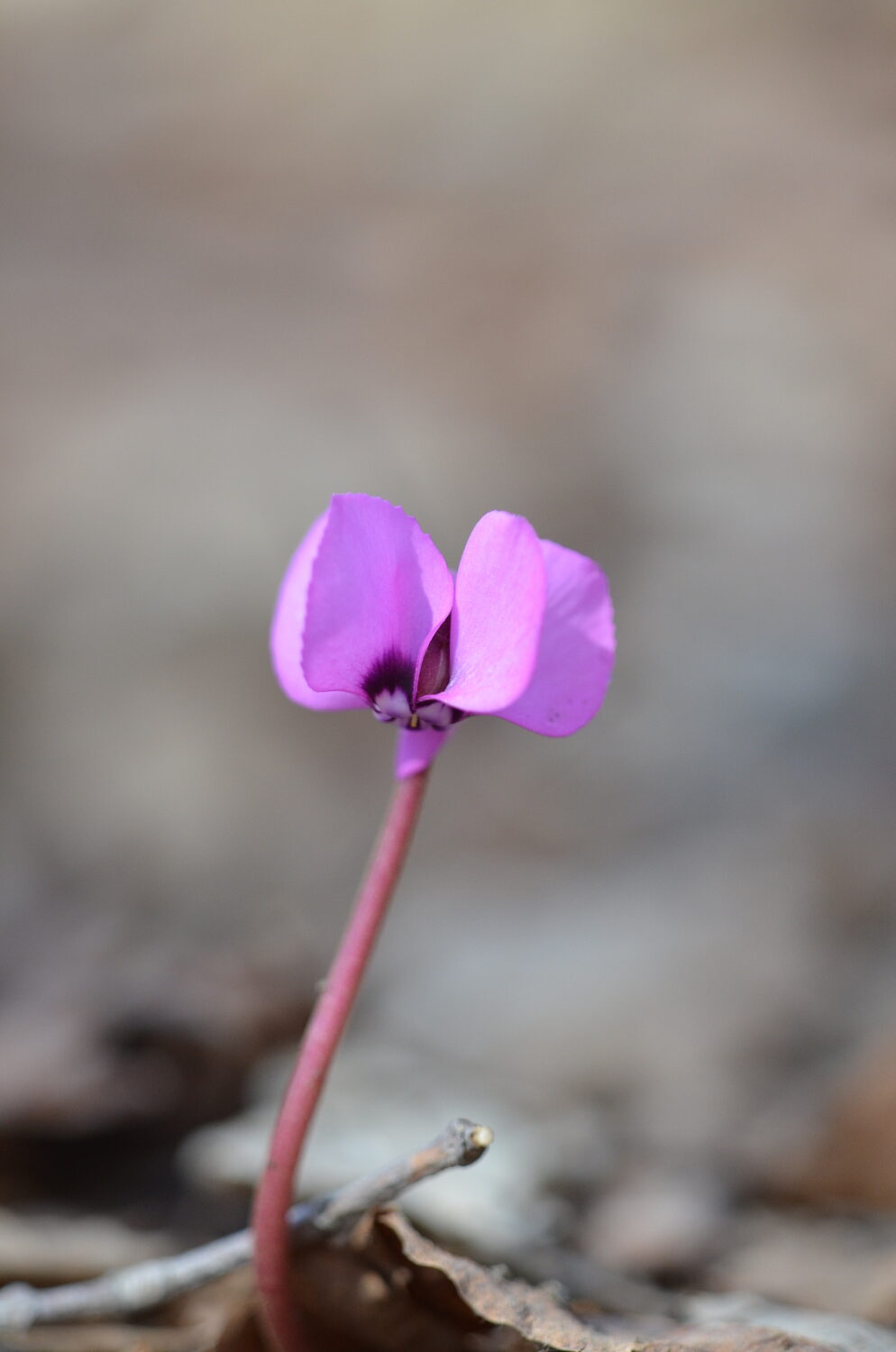 A Cyclamen coum flower atop its 2-inch stalk. This naturalizing bulb will flower much of the year and begins its show in the winter, even under the snow.  With no snow cover it’s a winter reminder that spring is not far away.
ANDREW MESSINGER