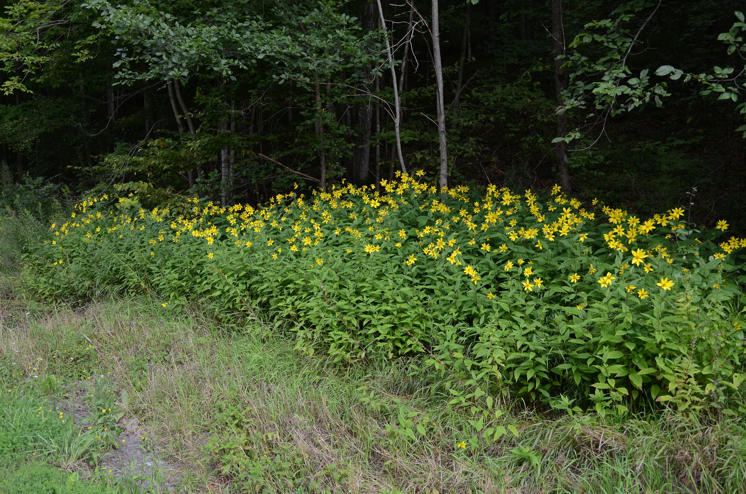 Helianthus tuberosa, our true, native sunflower, is also grown for its edible tubers. This roadside colony shows the density of the foliage as well as the bright yellow sunflowers that actually track the sun. A great naturalizer, it should not be planted in formal garden areas due to its sprawling habit.  ANDREW MESSINGER