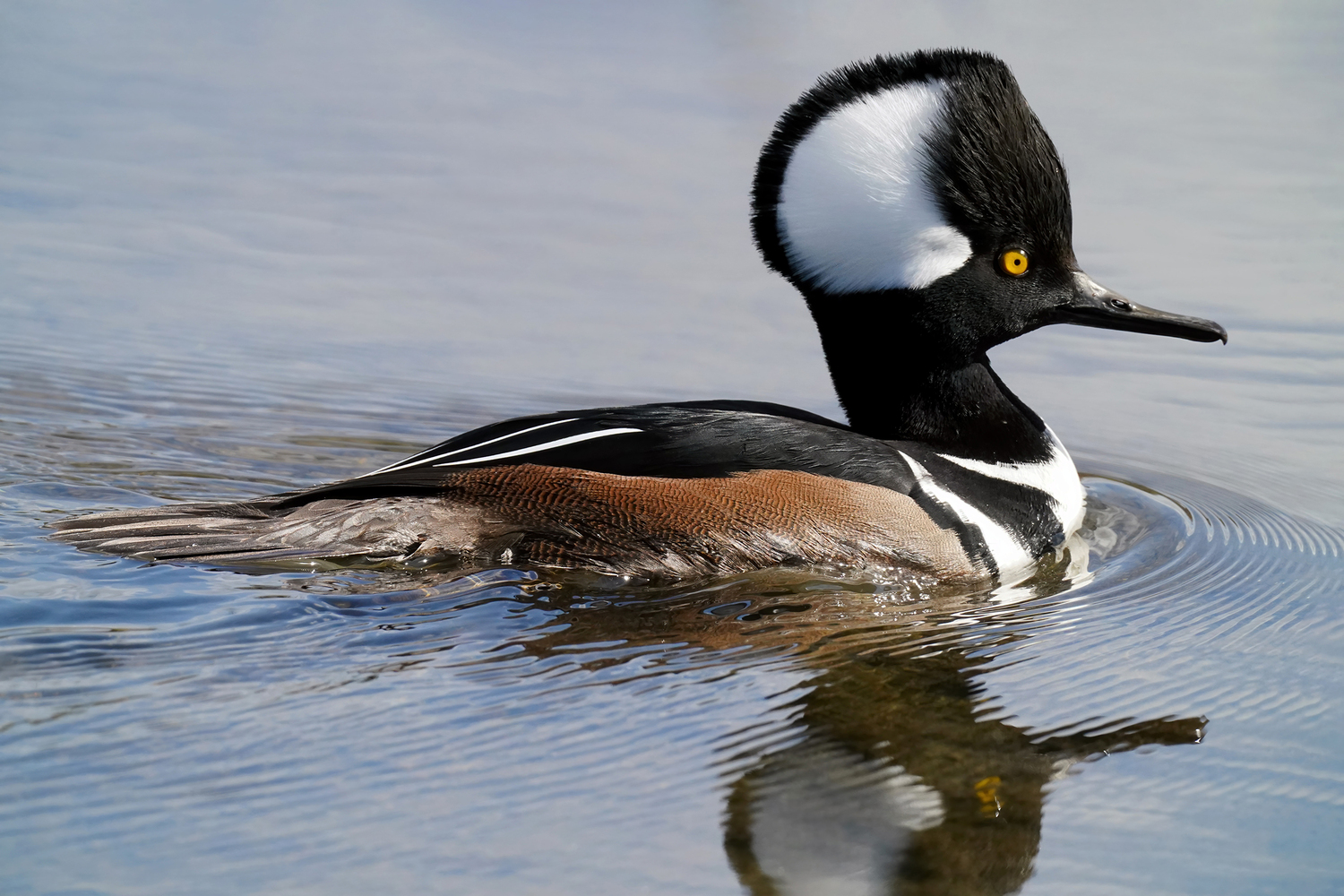 Though local waterfowl counts were low this season due to poor weather, hooded mergansers like this were seen.
