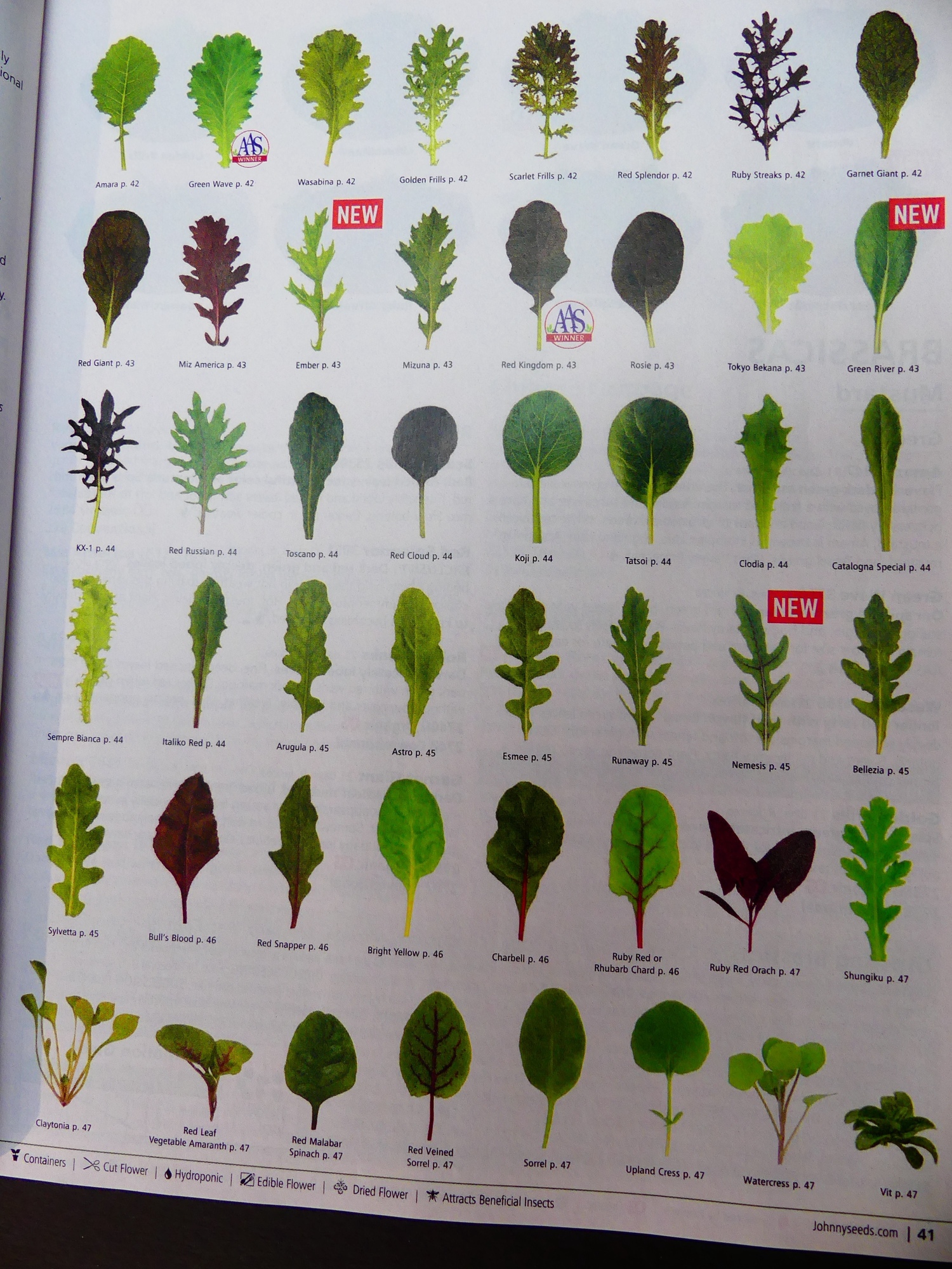 Johnny’s Select Seeds catalog is incredible for not just its number of vegetable seed offerings but also its charts, diagrams and detailed instructions. This page shows the color, texture and comparative size of baby leaf greens that are available individually or in mixes. Many are cut-and-come-again types.