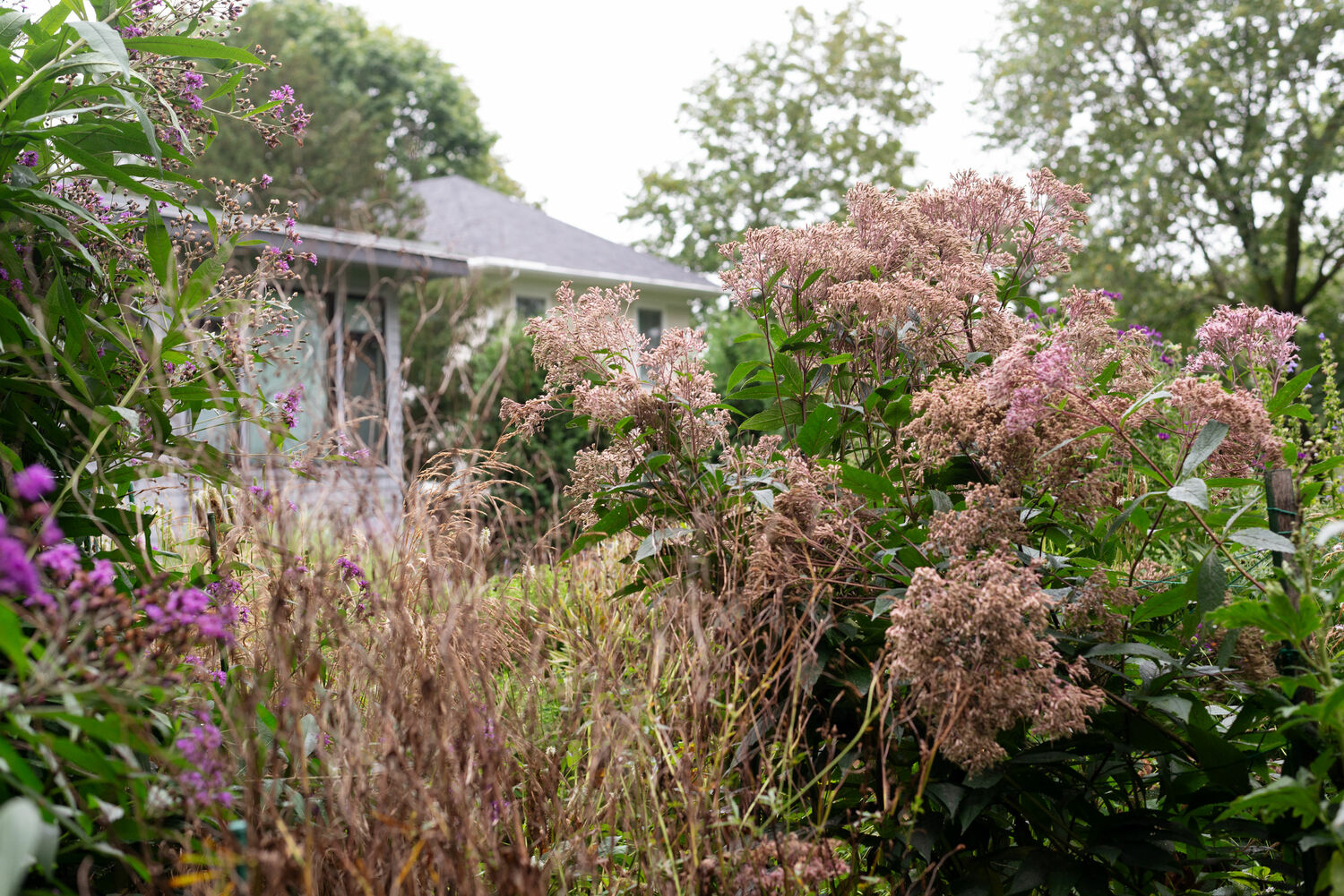 Deborah Chud's garden. MARISSA JOHANNA ORIFICE PHOTOGRAPHY