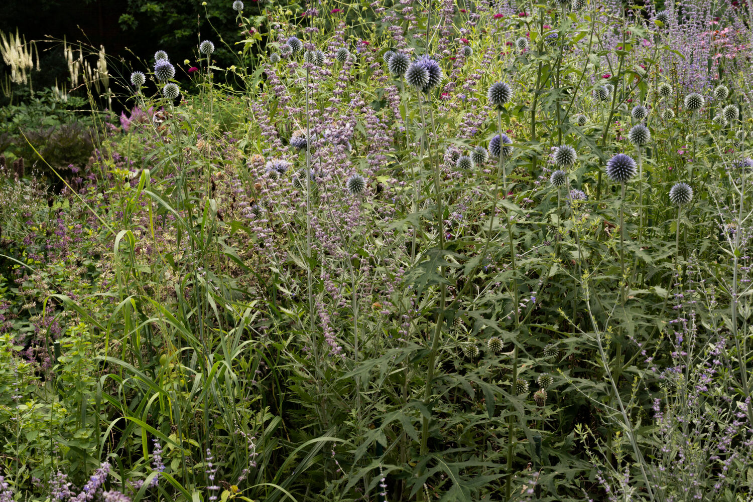 Deborah Chud's garden. MARISSA JOHANNA ORIFICE PHOTOGRAPHY