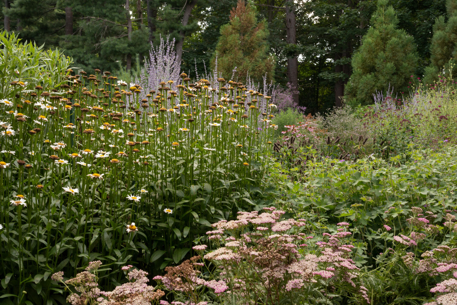 Deborah Chud's garden. MARISSA JOHANNA ORIFICE PHOTOGRAPHY