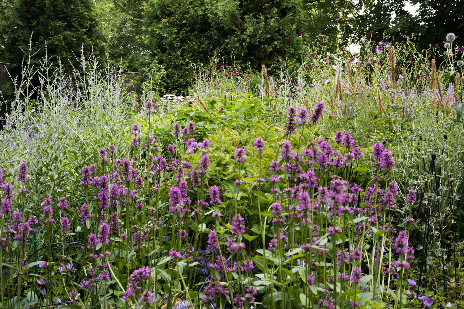 Deborah Chud's garden. MARISSA JOHANNA ORIFICE PHOTOGRAPHY