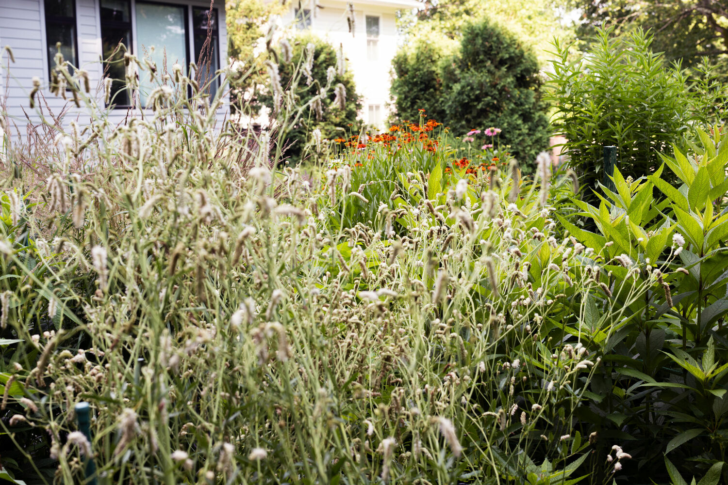 Deborah Chud's garden. MARISSA JOHANNA ORIFICE PHOTOGRAPHY