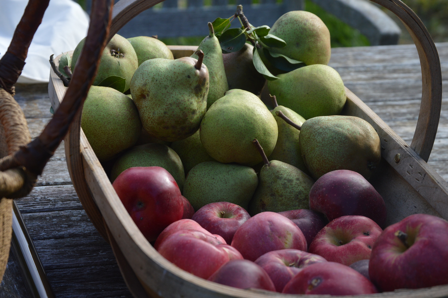 Pears and apples harvested in the fall of 2023