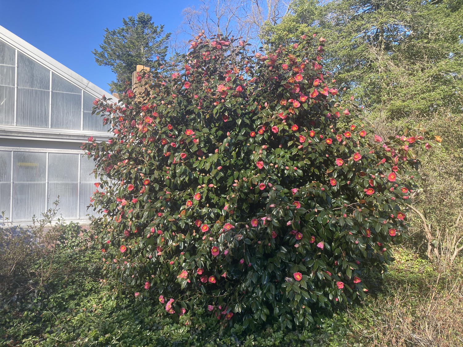 This Camellia japonica seen in full bloom outside the Camellia House at Planting Fields. VINCENT SIMEONE
