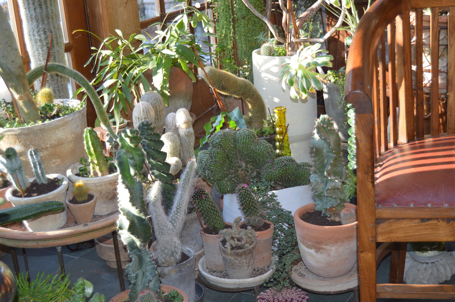 The succulents on display. TOM GOGOLA
