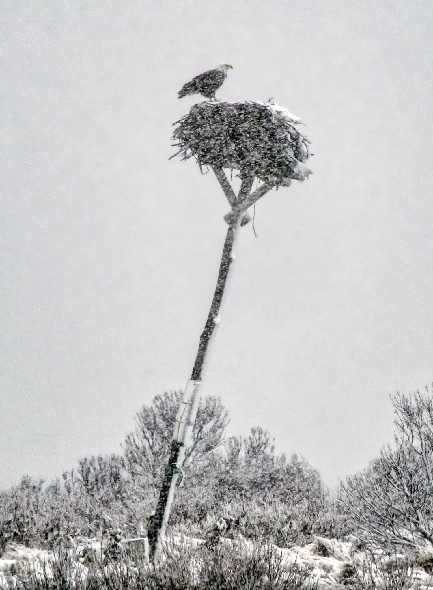 A bald eagle perches on an osprey nest in Southampton during Tuesday's snowstorm.