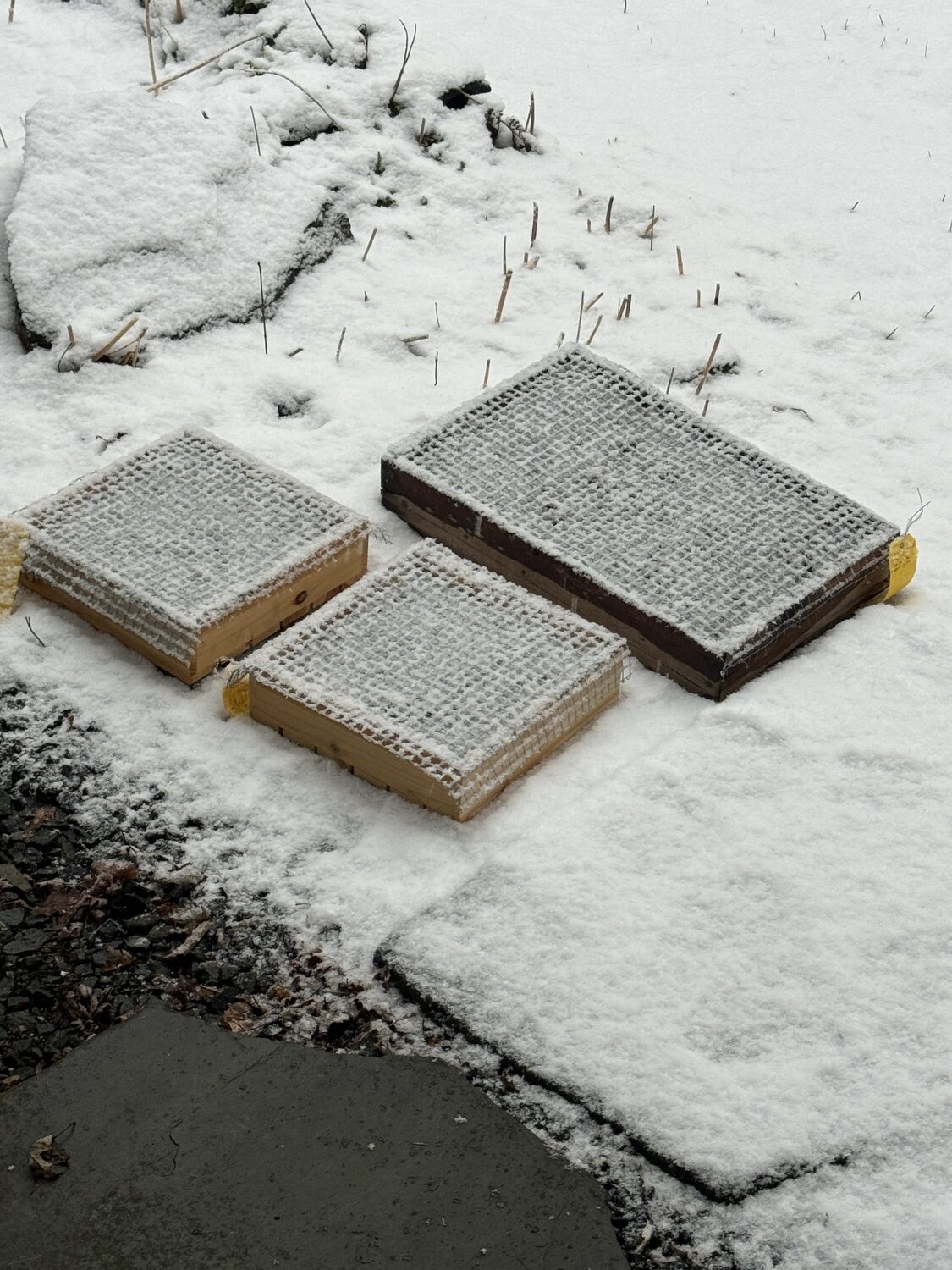 Two half flats of Trollius seed and one full flat of Thermopsis seed. The cold of February and March should be enough for vernalization that will result in germination from May onward.  Yellow plastic tags contain the seed history, and the mesh (stapled to the wooden flats) keeps curious mice and birds from feeding on seeds and sprouts.
ANDREW MESSINGER