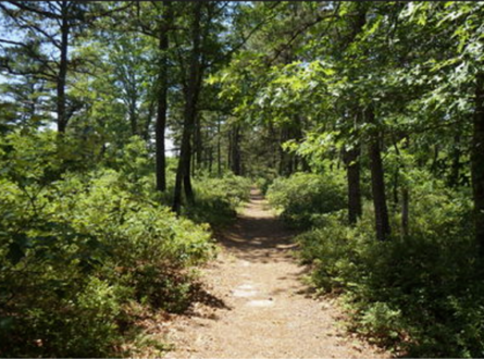 Hike at Barrel Hill with Southampton Trails Preservation Society