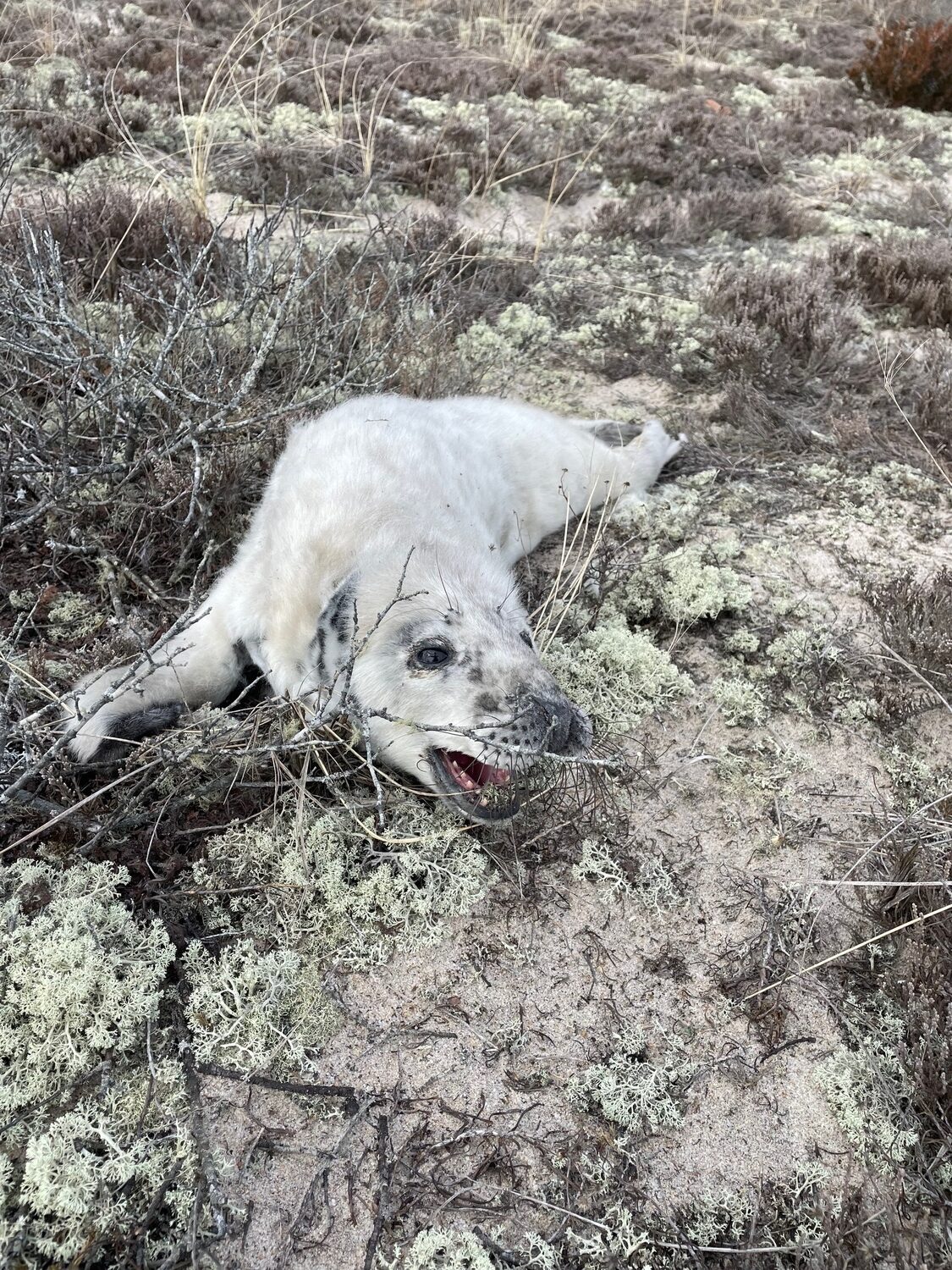 A baby gray seal, just 5 weeks old, found itself stuck in the dunelands of Montauk, where it was found by a father and daughter and rescued by marine wildlife biologists. DAVE WHITE