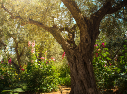 Holy Triduum Retreat:  The Gardens Come Together – Eden, Gethsemane and the Resurrected Gardener