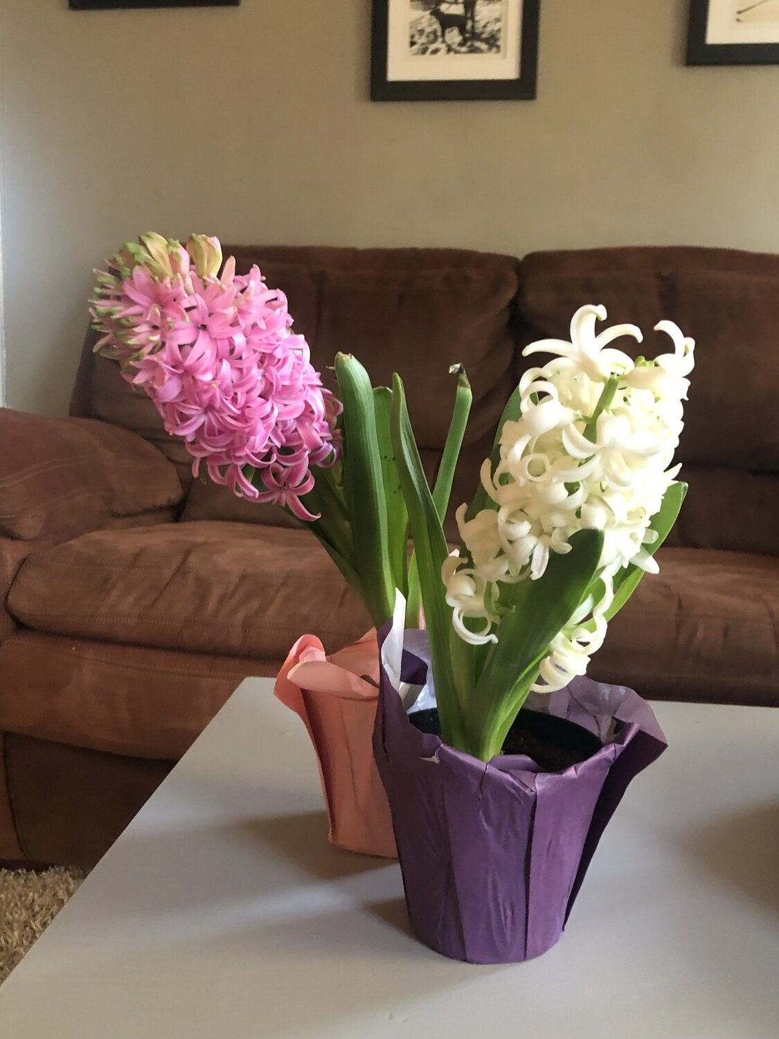 Rather than using chemical air fresheners, which ironically are bad for your health and for the planet, employ the ultimate natural air freshener. Local flowers like hyacinths, tulips and daffodils are in bloom now locally. JENNY NOBLE