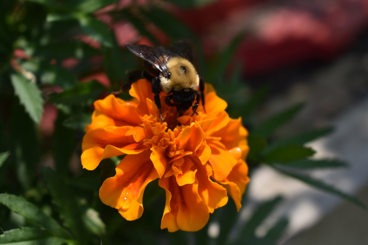 Neonics poison pollen and nectar that bees and other pollinators ingest.  BRENDAN J. O'REILLY