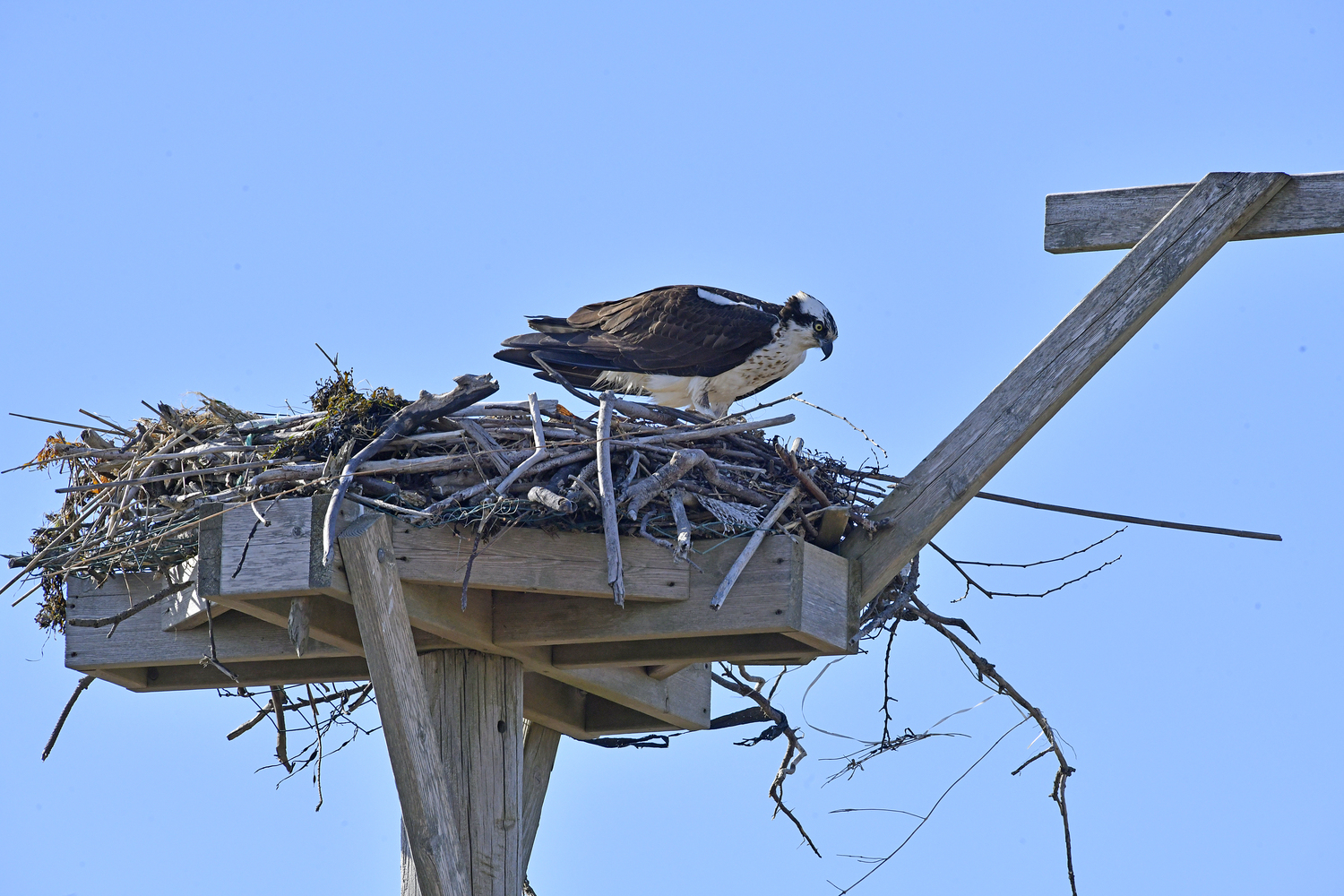 An osprey on its nest in Hampton Bays on March 25.  DANA SHAW