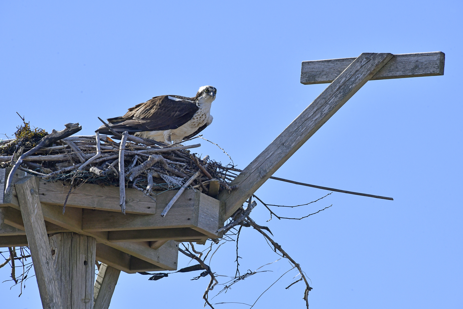 An osprey on its nest in Hampton Bays on March 25.  DANA SHAW