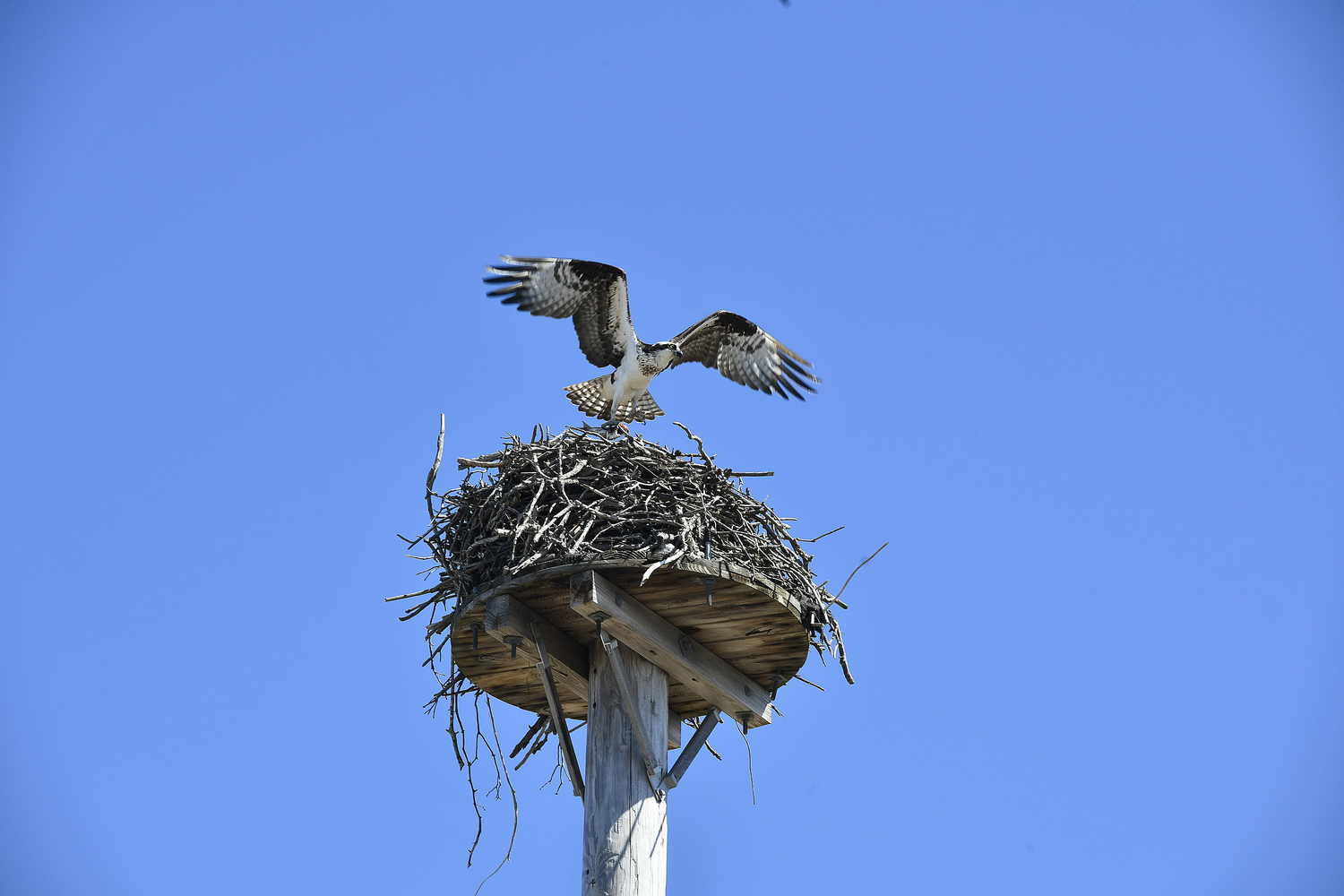 Osprey are returning to the East End.  DANA SHAW