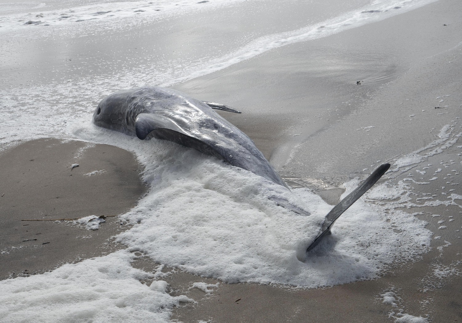 A Risso's dolphin was found washed up on Georgica Beach in East Hampton Village Sunday morning.  DOUG KUNTZ