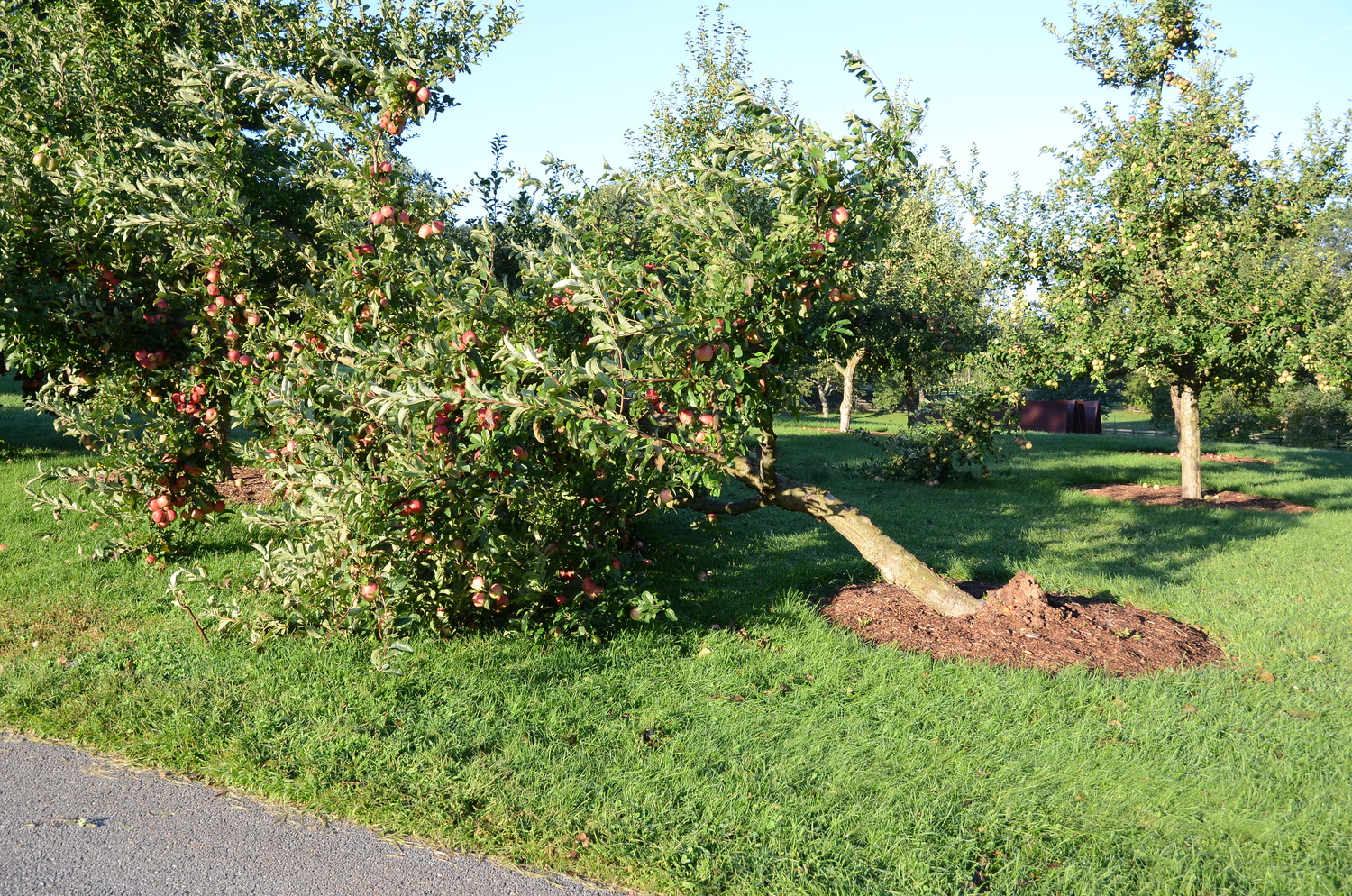 This downed apple tree was rescued from the Boscobel garden in Westchester and moved to a Westchester estate along with 100 other similar apple and pear trees more than 25 years ago. In spite of appearing to be well, an overnight windstorm blew the tree down. The tree was righted, staked and continues to fruit and thrive in the same location. The pruning on these trees isn’t great but all continue to fruit, produce incredible cider every year and feed plenty of deer. ANDREW MESSINGER