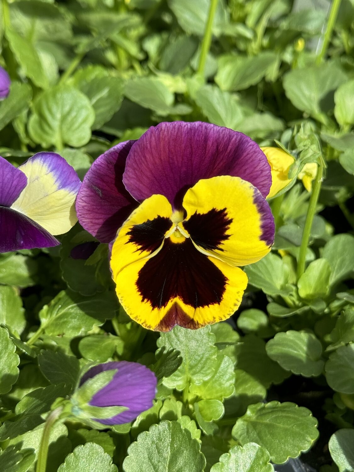 Pansies, which are now in garden centers in pots and packs, are great for kids to plant outdoors. New flowers appear almost every day and will continue until the heat of summer.
ANDREW MESSINGER