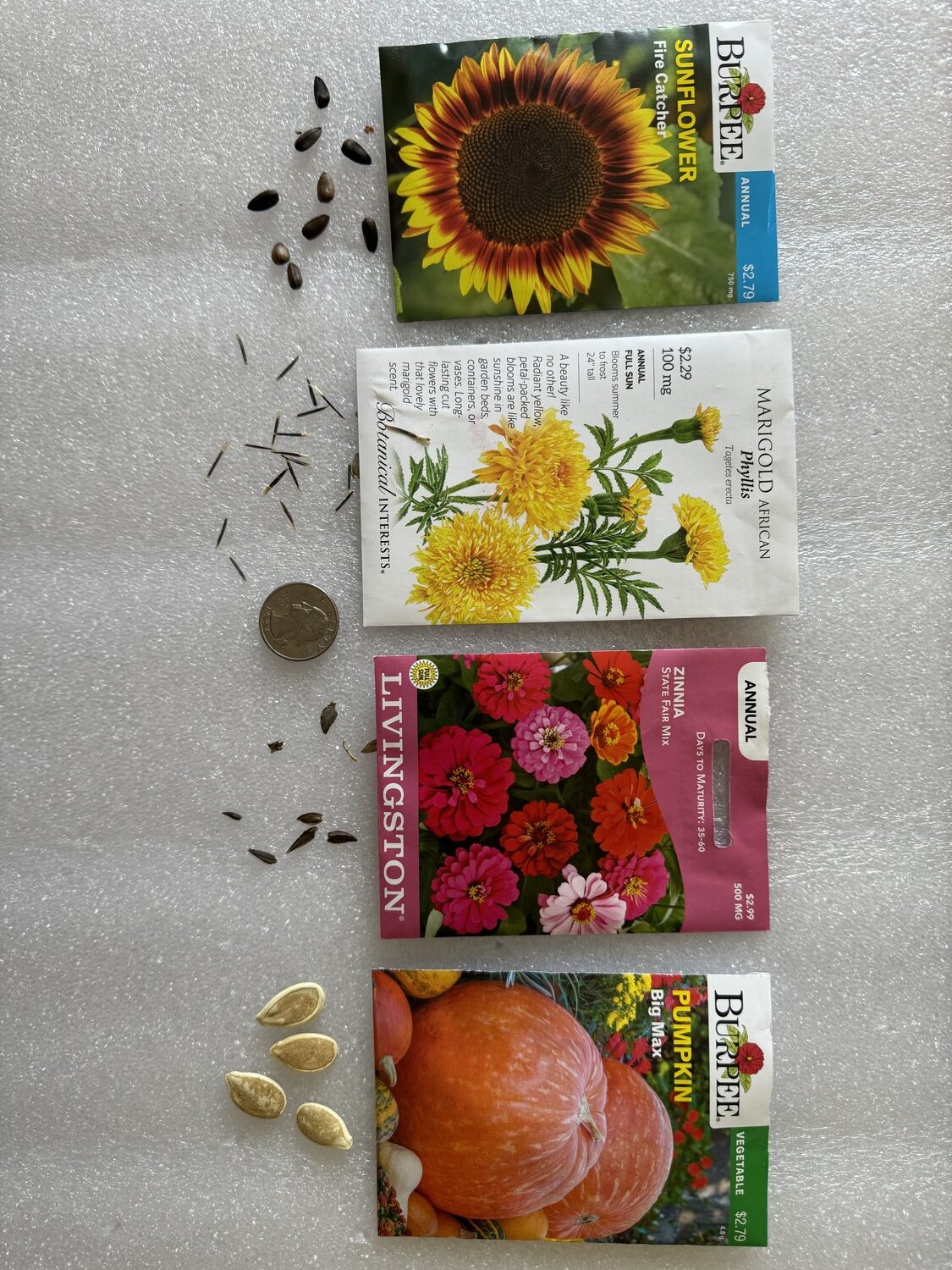 Seeds of marigolds, zinnias, pumpkins and sunflowers are large enough for most kids to handle one at a time. The marigolds may be the most challenging to handle while the pumpkin and sunflower seeds are the largest and easiest for small finger.   The quarter is for size reference. ANDREW MESSINGER