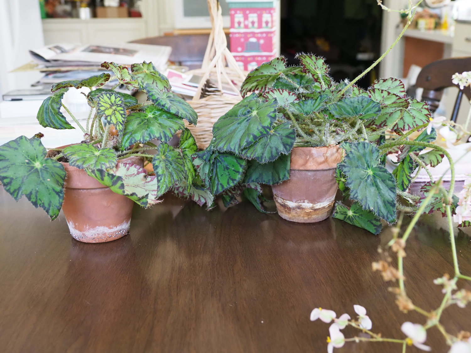 Two begonias started from leaf cuttings in February 2022. Both planted with the same soil in 4-inch clay pots. The plant on the left has had no fertilizer. The plant on the right fertilized on a regular basis. The fertilized plant has twice as many leaves and has been flowering for two months. The unfertilized plant (left) has never flowered and the coloration of the leaf in the center shows signs of nutrient deficiency.
 ANDREW MESSINGER