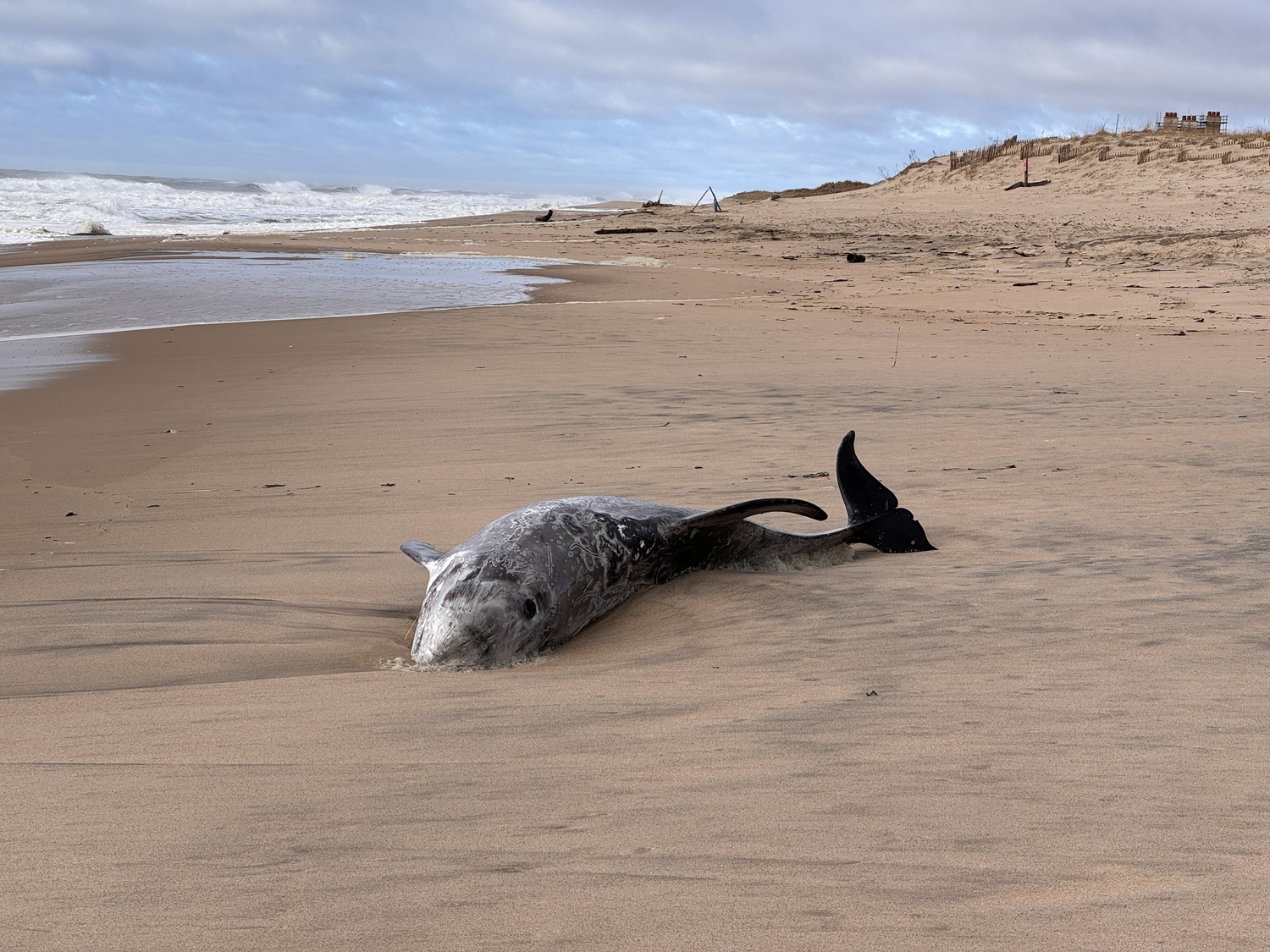 A Risso's dolphin was found washed up on Georgica Beach in East Hampton Village Sunday morning. MICHAEL WRIGHT