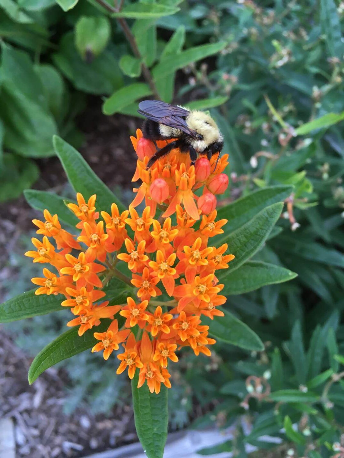 Butterfly weed (Asclepias tuberosa) is a native milkweed that grows in clumps. It is a better choice for small gardens than common milkweed  (Asclepias syriaca) which spreads via rhizomes. BRENDAN J. O'REILLY