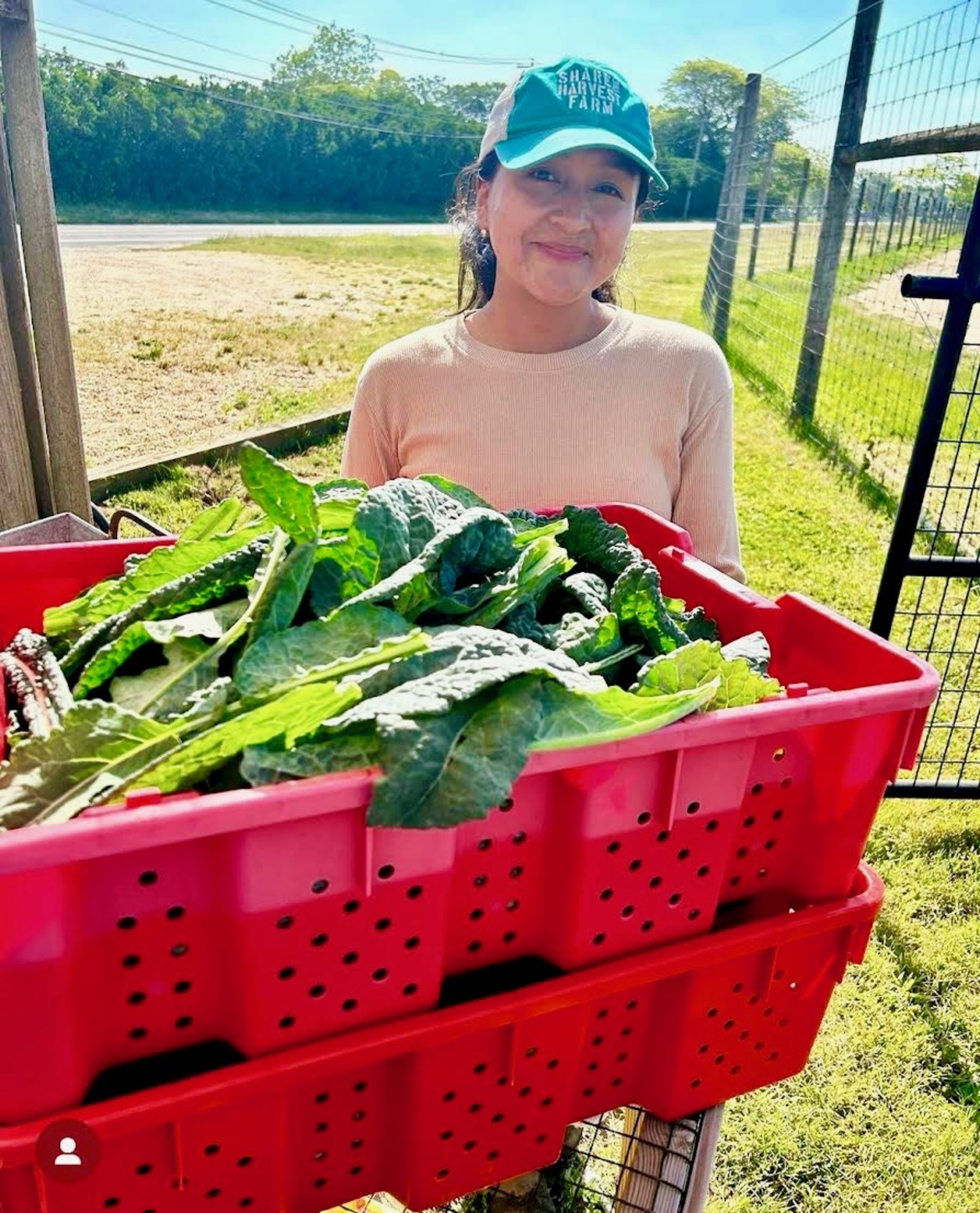 Carmen Quintano, a member of the farm field crew, delivering fresh picked kale to the Share The Harvest farm stand. COURTESY SHARE THE HARVEST FARM