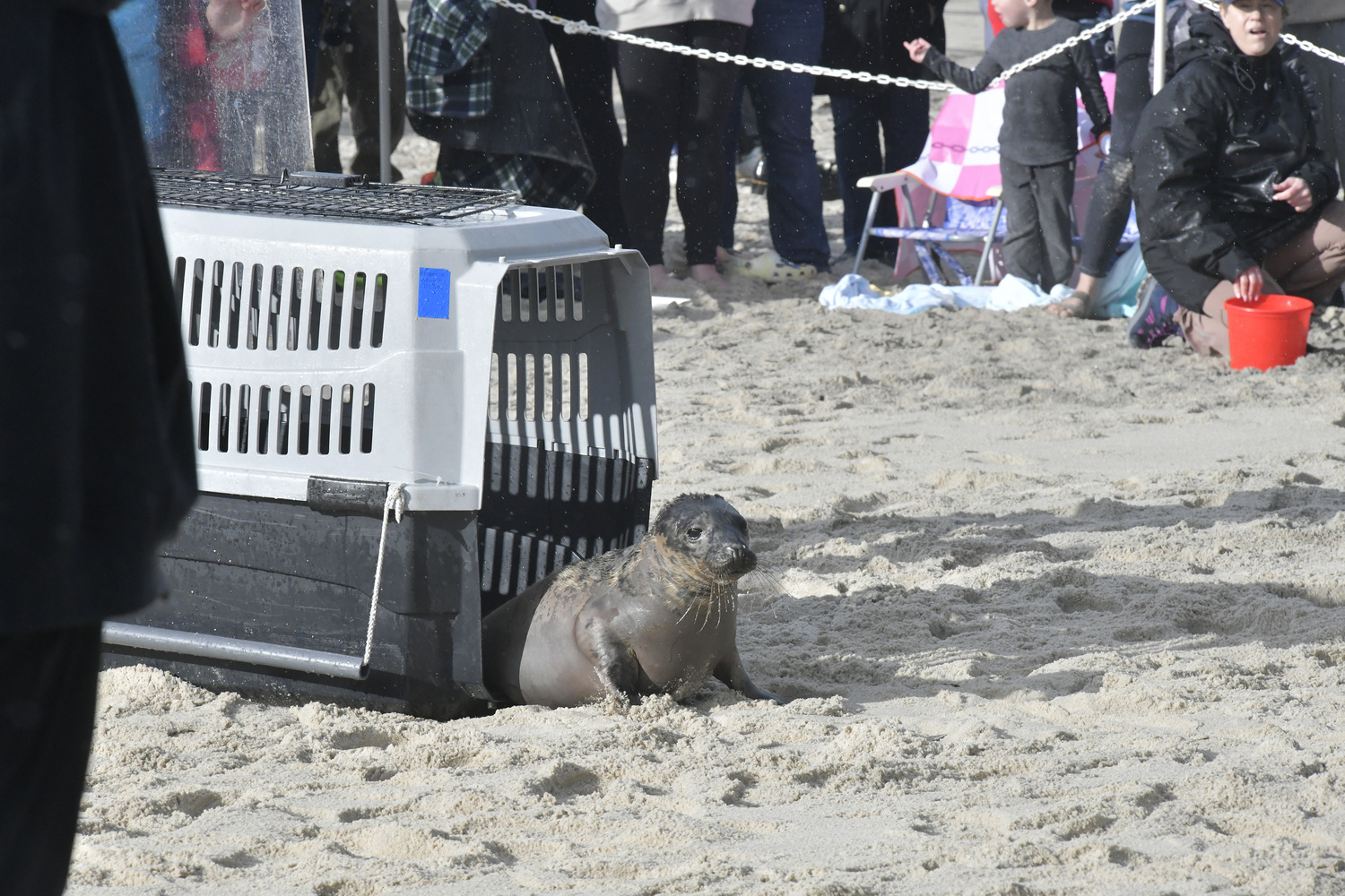 Young Puffin makes her way to the ocean after being at the New York Marine Rescue Center since February 15.