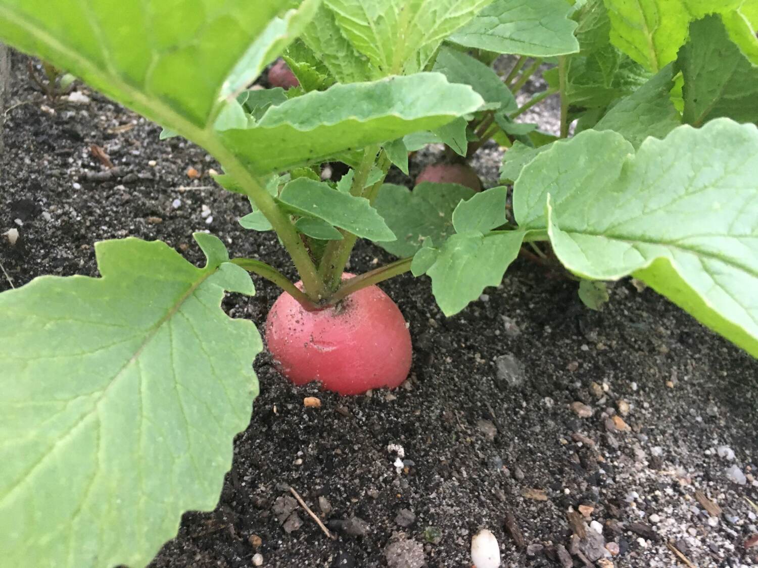 A radish ready to be harvested. BRENDAN J. O'REILLY