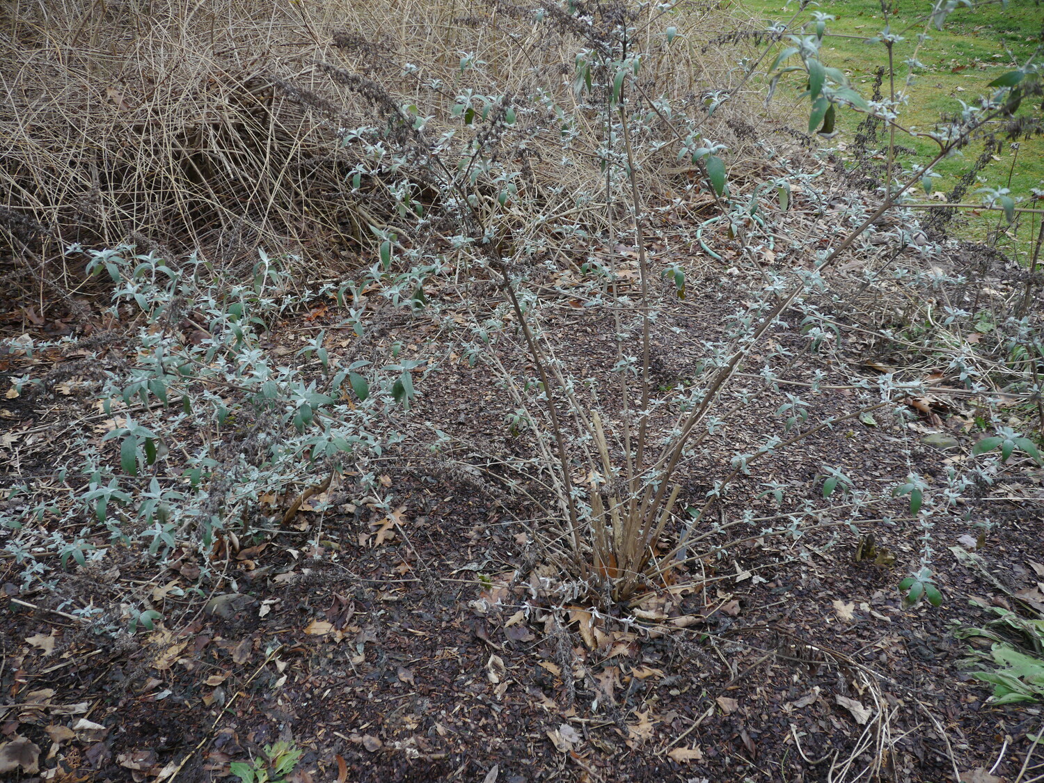 This is what you can expect a Buddleia to look like in December. You might be tempted to prune it but let it be unlil mid to late March then cut and thin the stems so what’s left is about a foot tall.
ANDREW MESSINGER