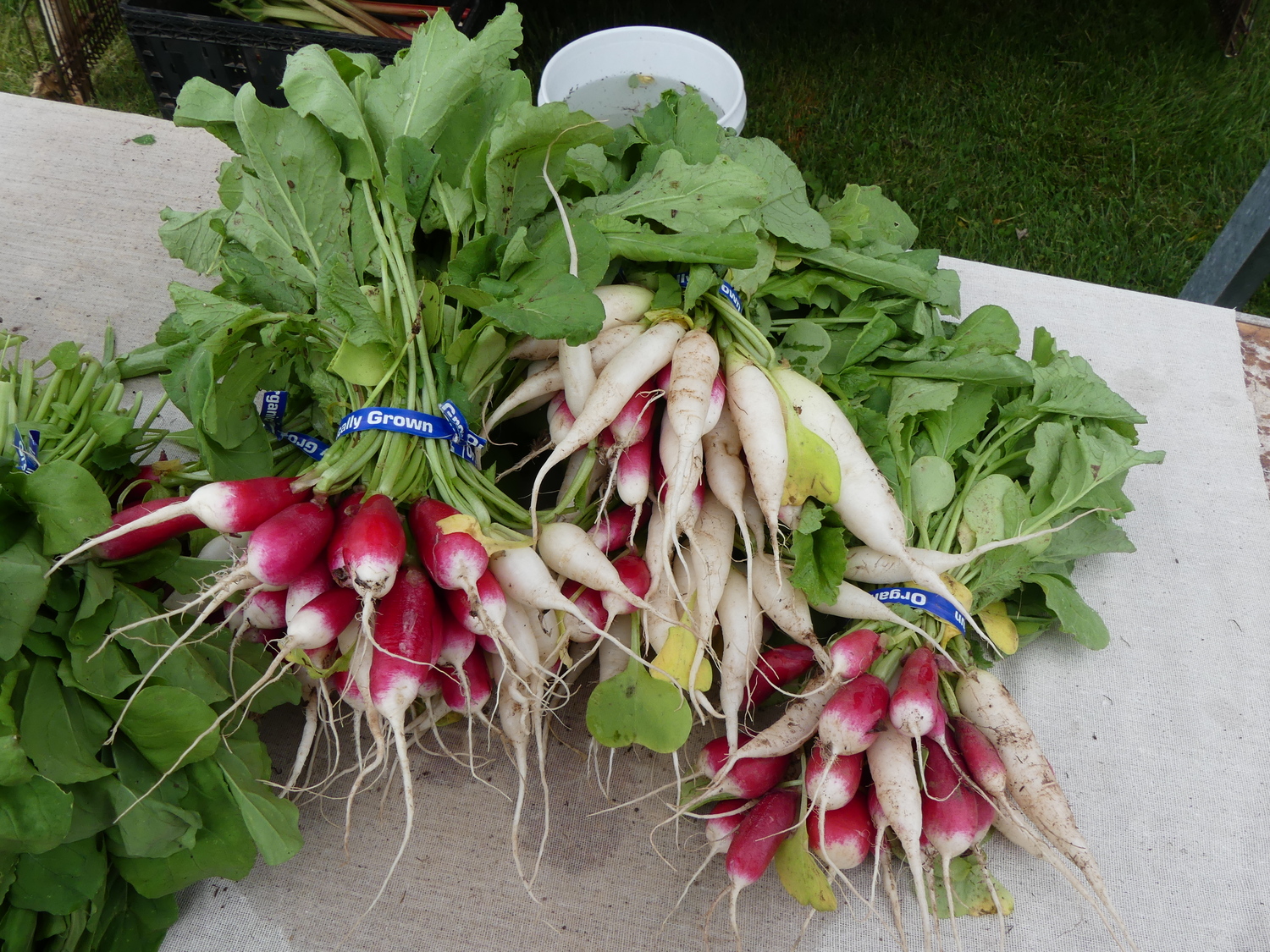 Breakfast-type radishes that you might see at farmers markets in May but you can easily grow them at home if you sow them now. These types tend to be quite mild.
ANDREW MESSINGER