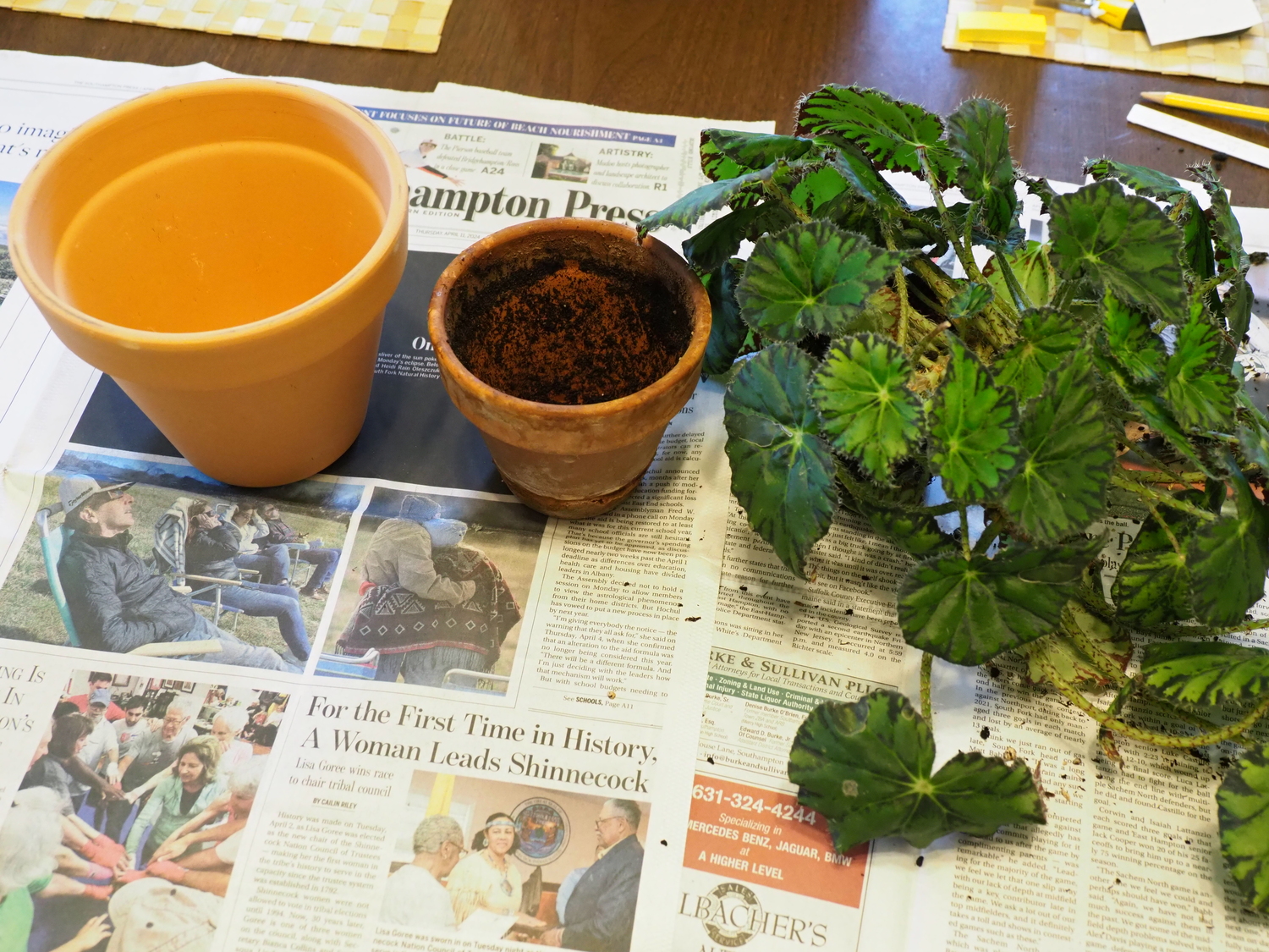 On the right is a 2-year-old Begonia grown from a leaf cutting. After being in the 4-inch clay pot (center) it needed a 