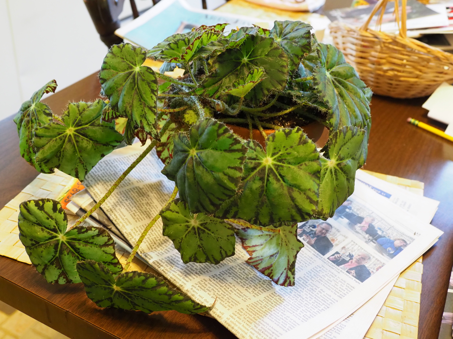 Repotted and watered, this 2-year-old Begonia is set to go for another two years in its larger home. At that point it will probably be propagated again with a leaf cut to keep the plant thriving since it will need rejuvenation.   ANDREW MESSINGER