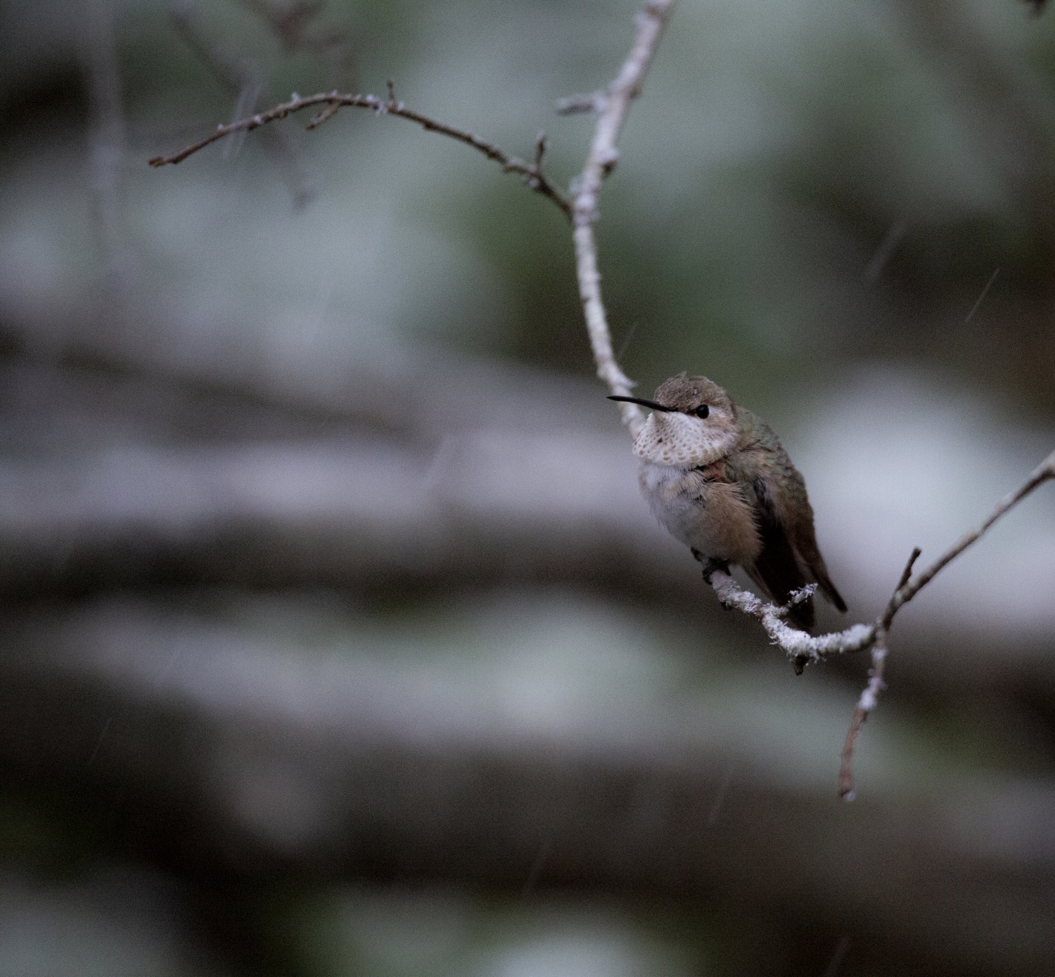 A rufous hummingbird, in the snow in the Springs yard of Dr. Maria Bowling. Dr. Maria Bowling photograph