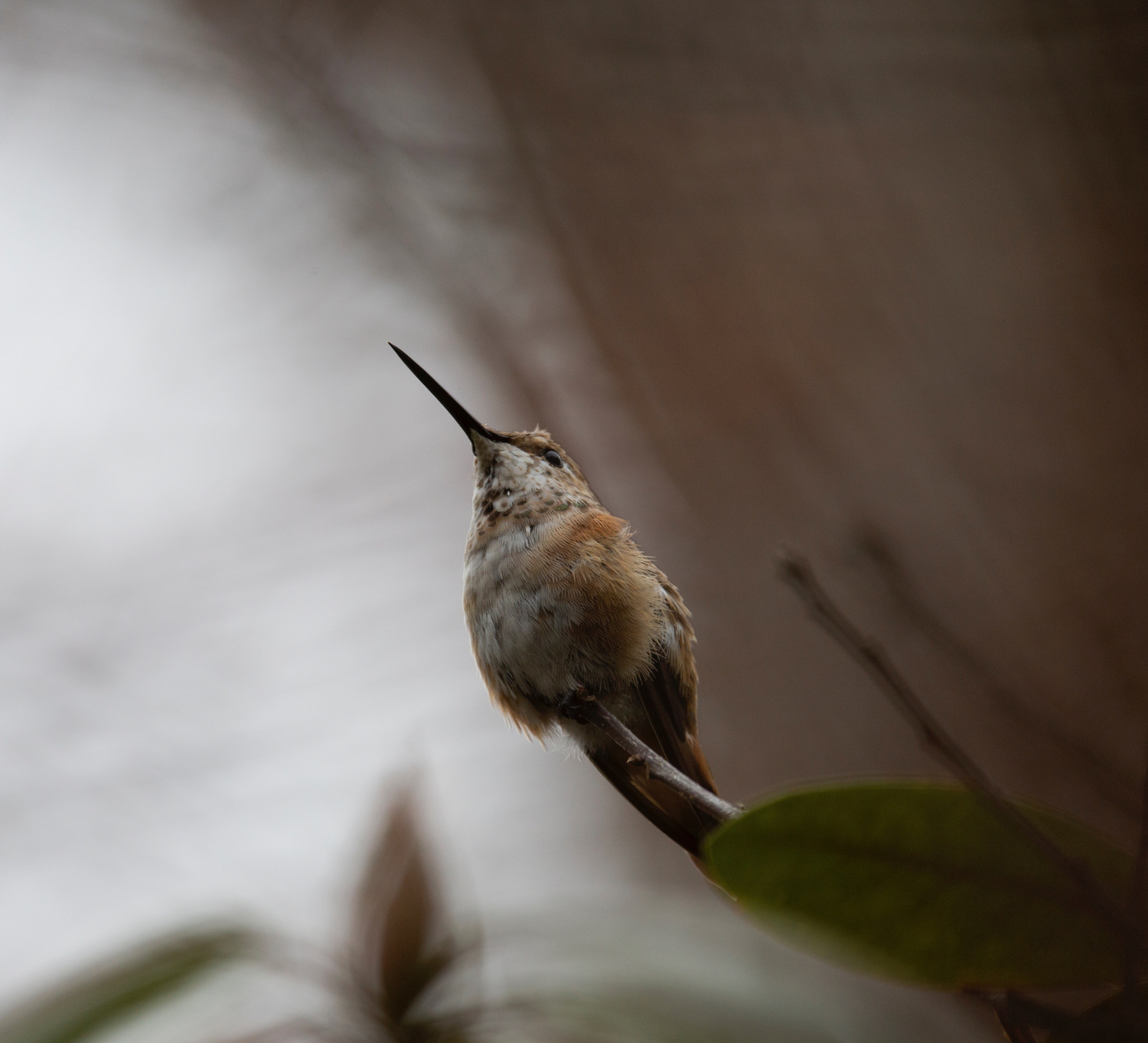 A rufous hummingbird, molting, in the Springs yard of Dr. Maria Bowling. Dr. Maria Bowling photograph