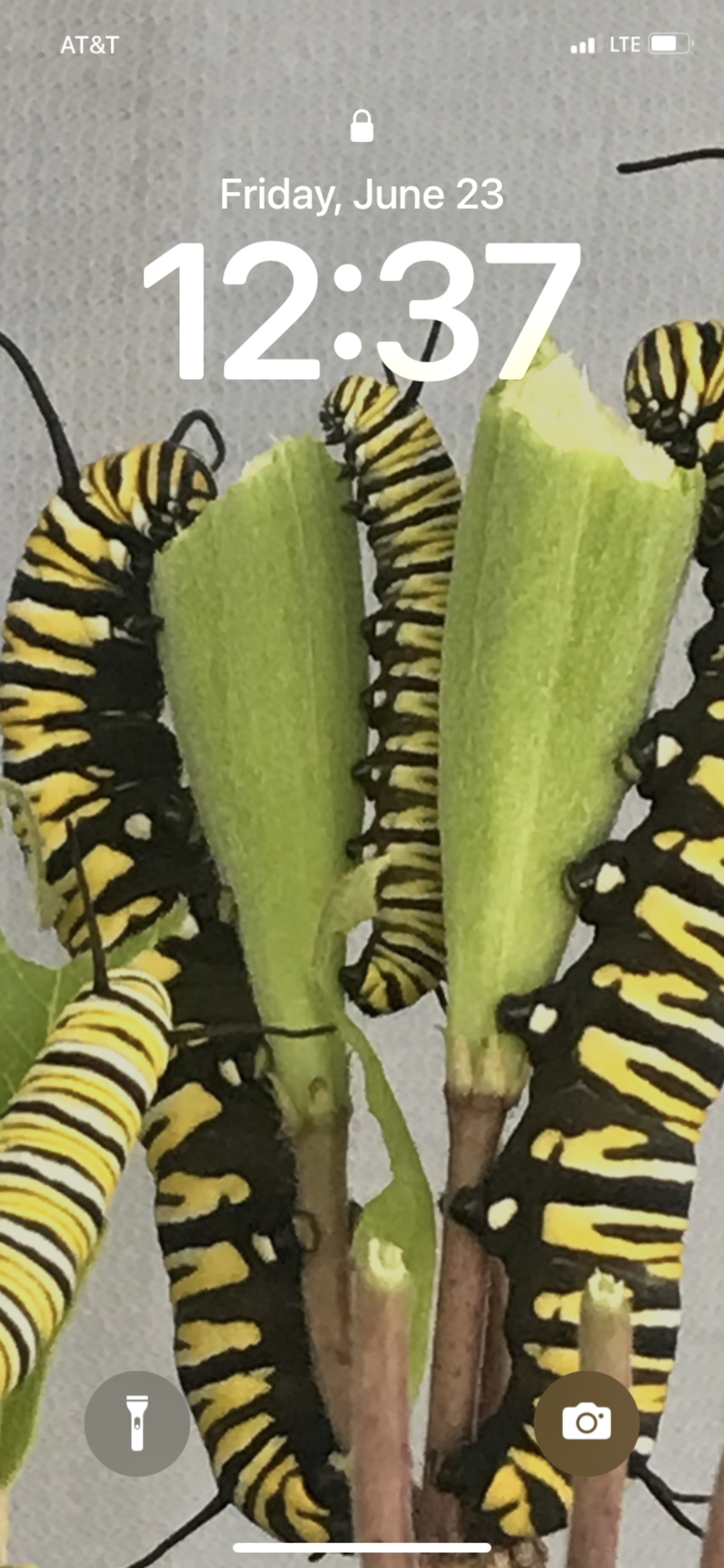 Monarch caterpillars on milkweed pods. MARY VINNEAU