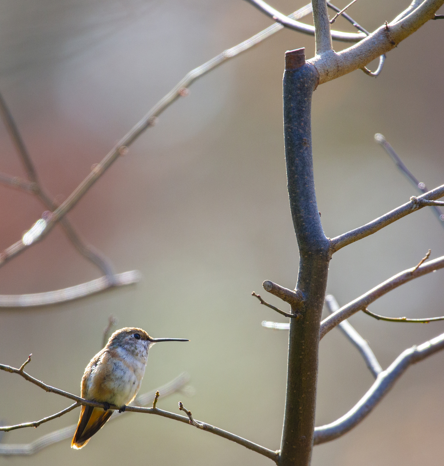 Roberta, a rufous hummingbird, finds a new branch to enjoy. Dr. Maria Bowling photograph