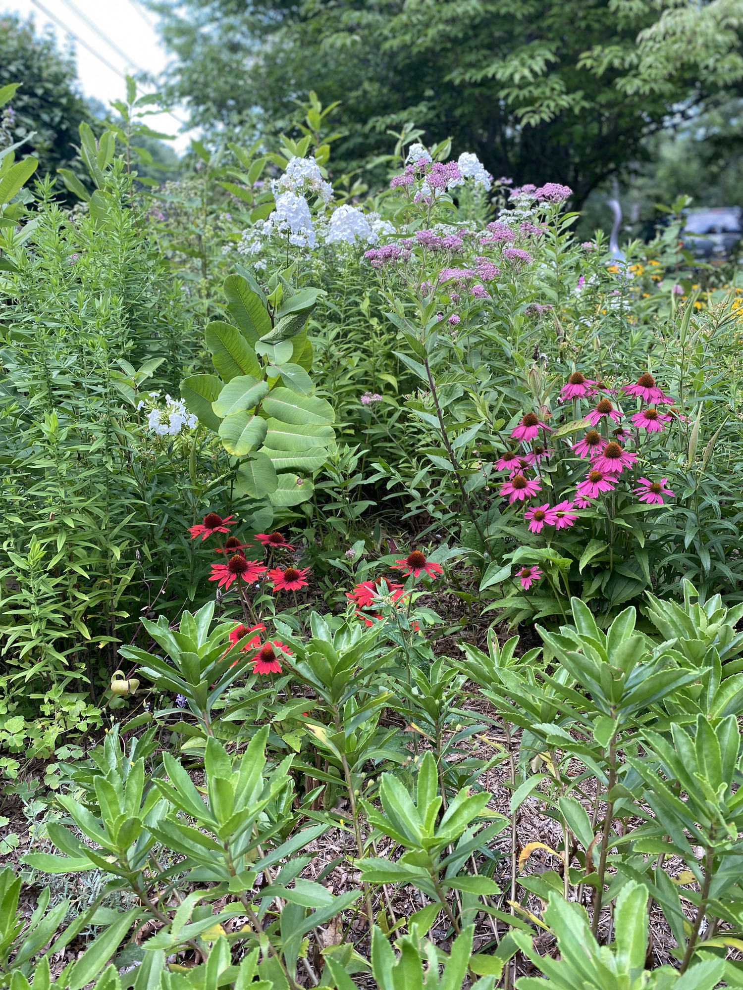 Mary Vienneau's East Quogue pollinator garden in bloom. MARY VIENNEAU