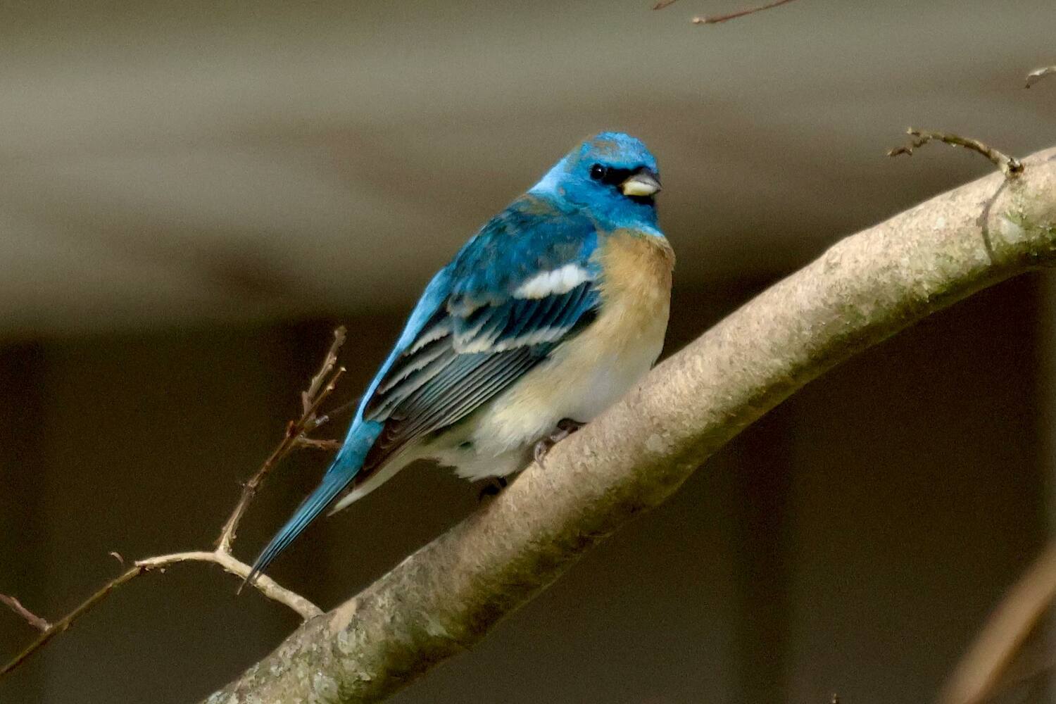 A Lazuli Bunting, a bird normally only seen out west, has been showing up to the bird feeder at Meigan Madden Rocco's home in Flanders for several days. It has drawn hundreds of birders to her home. She and her family have affectionately named the bird 