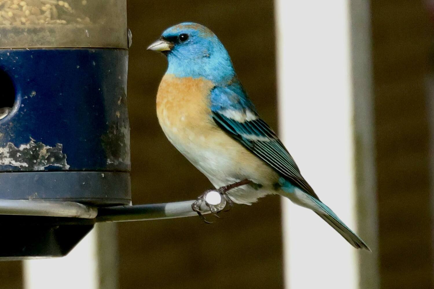 A Lazuli Bunting, a bird normally only seen out west, has been showing up to the bird feeder at Meigan Madden Rocco's home in Flanders for several days. It has drawn hundreds of birders to her home. She and her family have affectionately named the bird 