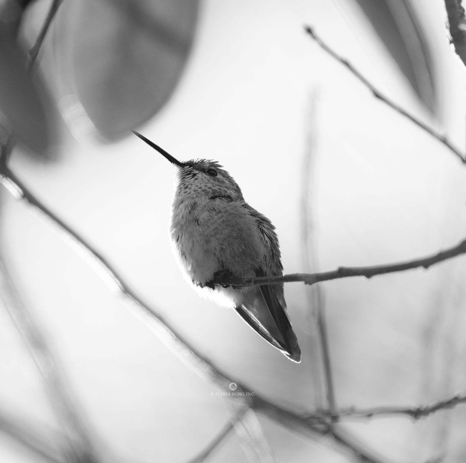 A rufous hummingbird. Dr. Maria Bowling photograph