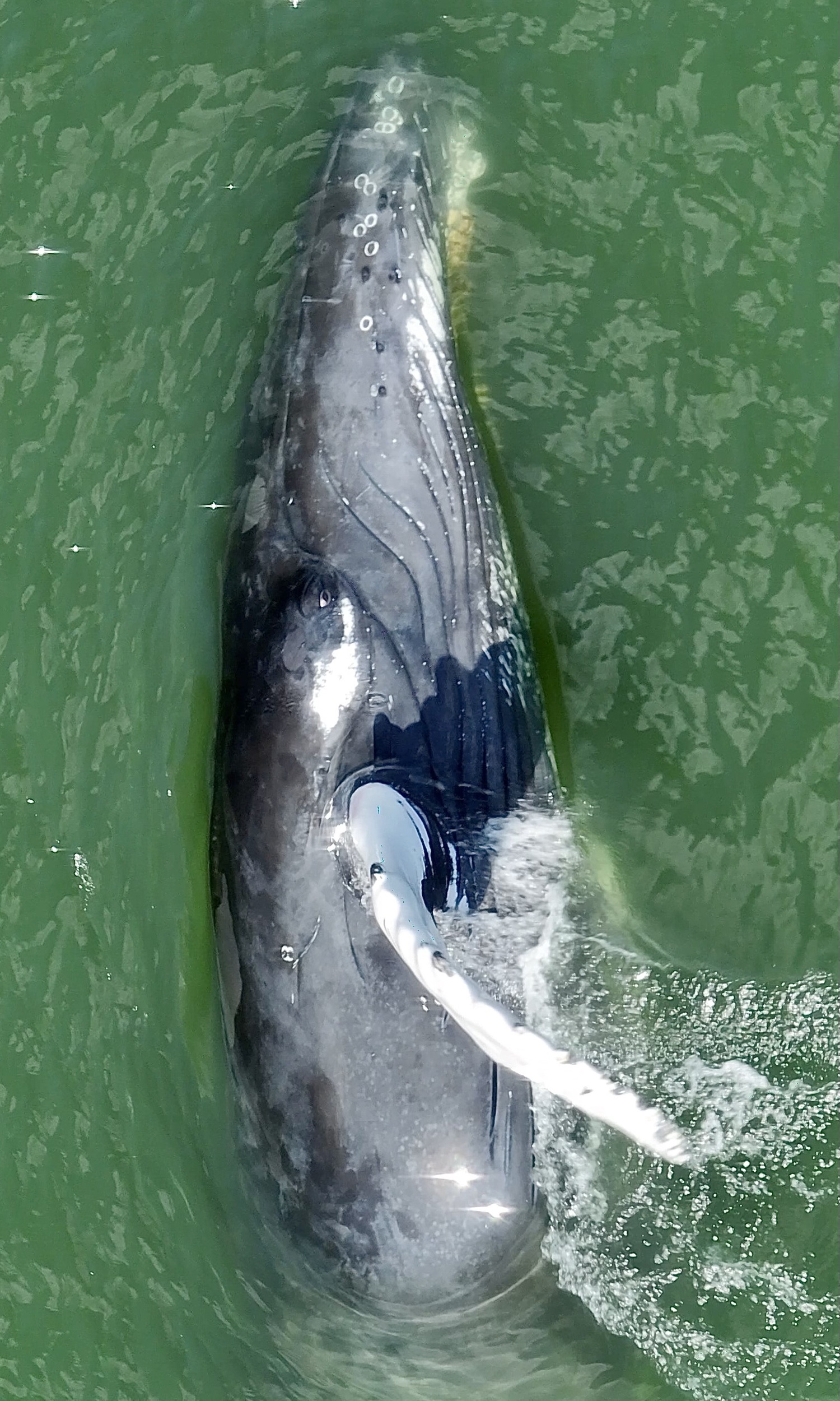 A hump back whale rolls over for a peek at Tim Regan's drone hovering above, just off a Bridgehampton beach. @SOUTHFORKSALT